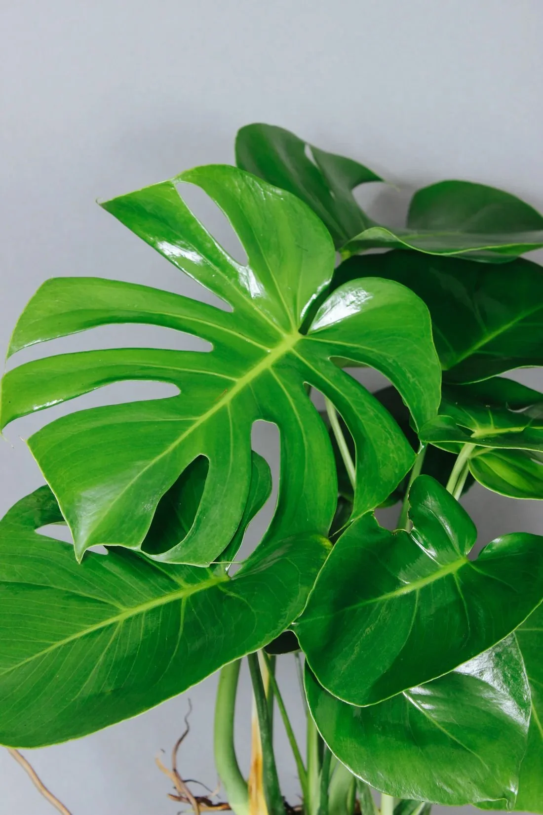 Monstera Deliciosa1.jpeg