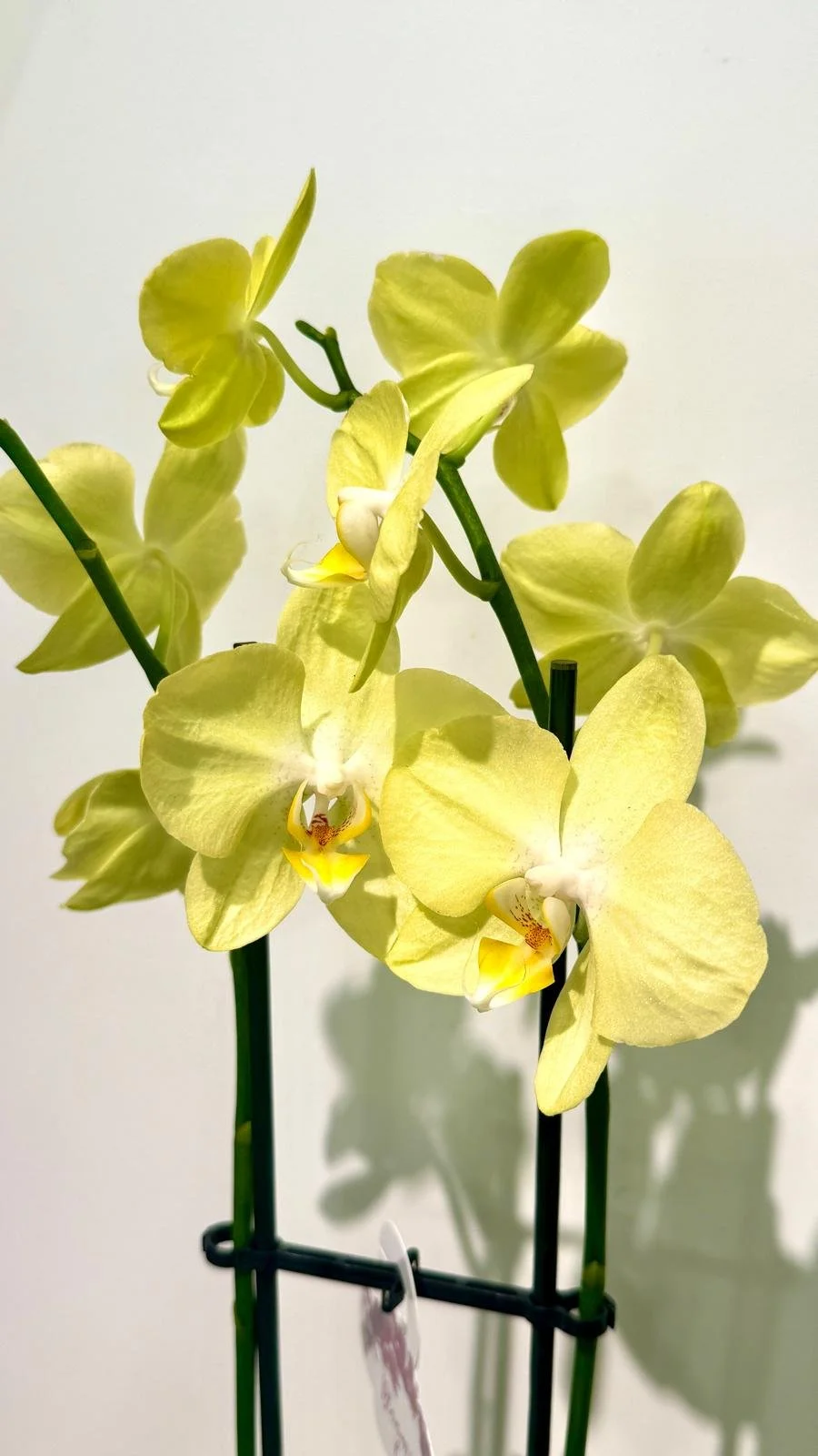 Double stem Orchids in ceramic1.jpeg