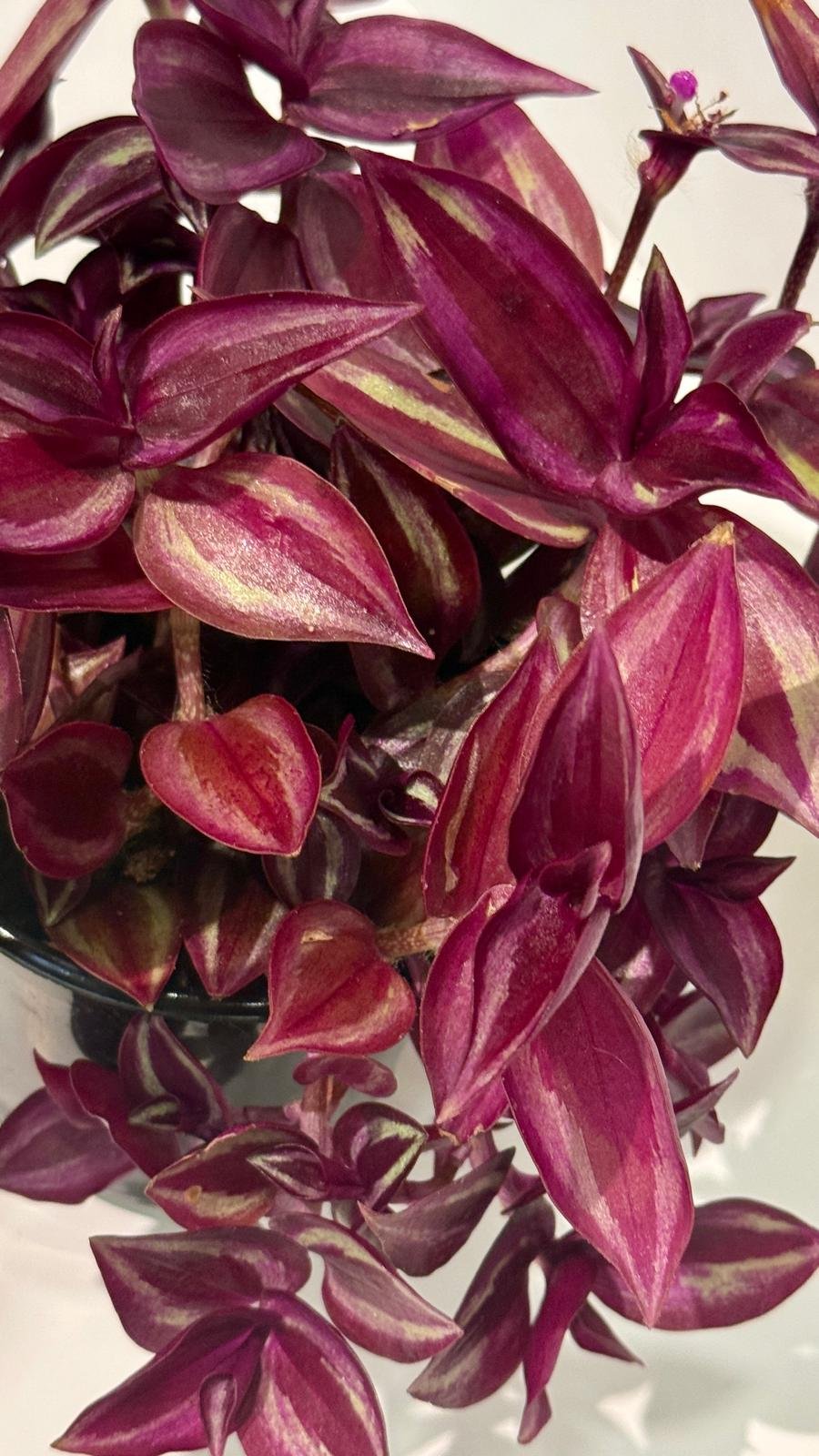 Tradescantia Zebrina Purple1.jpeg