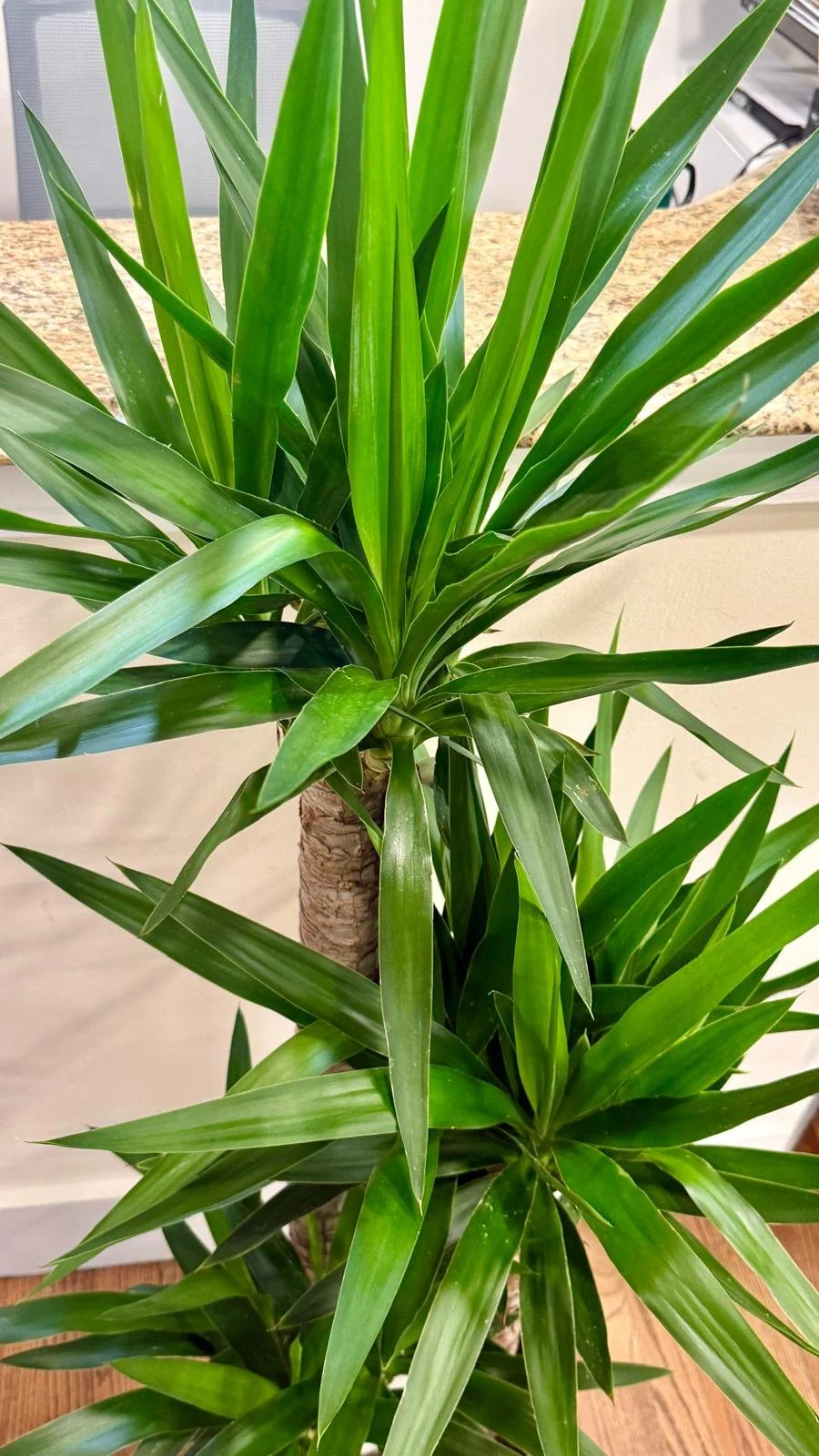 Yucca cane 10”1.jpeg