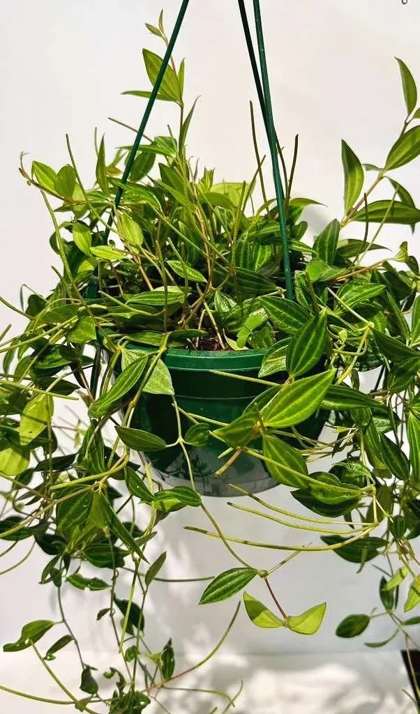 Peperomia+Funky+Frog+HB+8%E2%80%9D.jpg