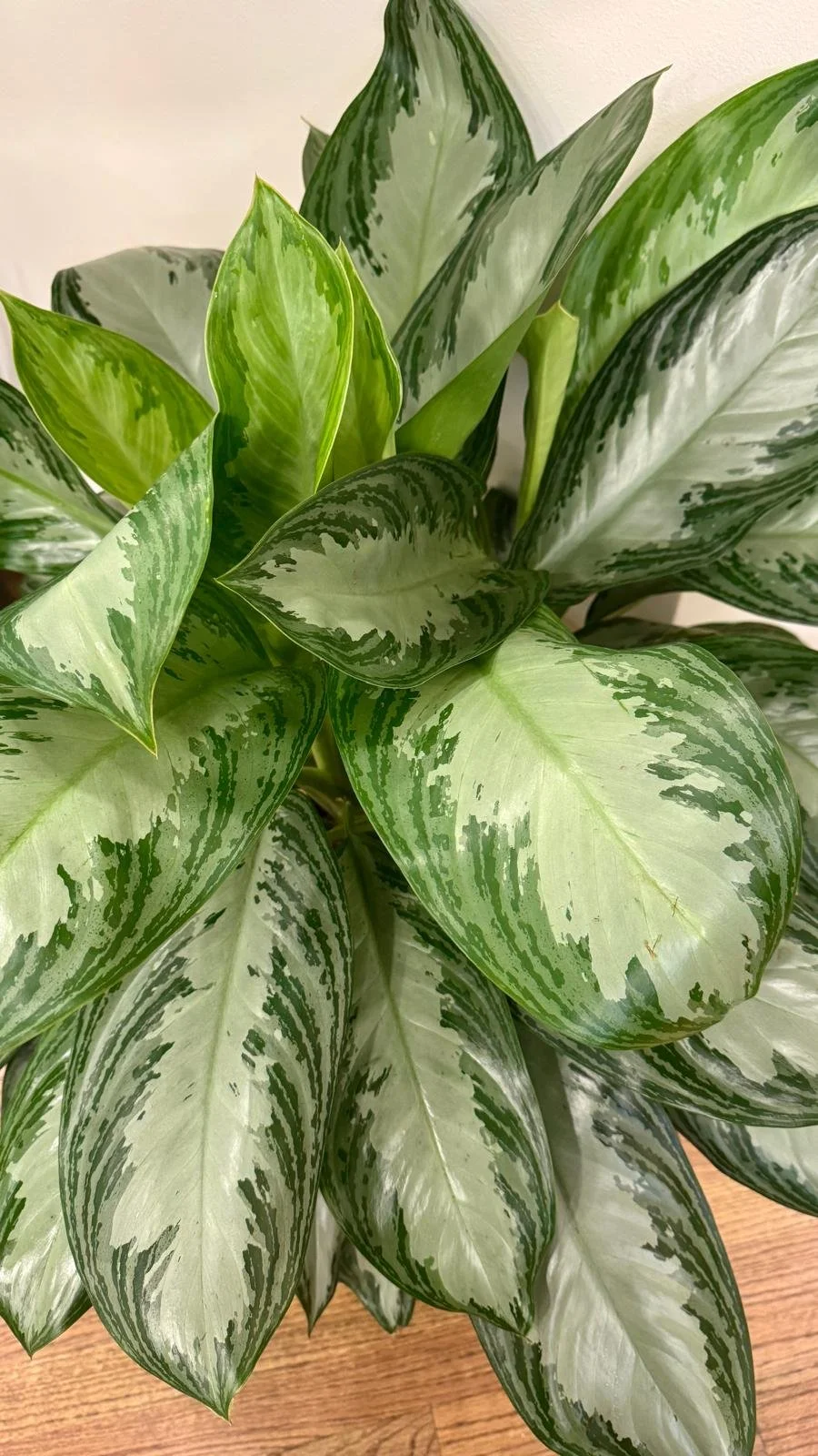 Aglaonema Chinese Evergreen2 10”.jpeg