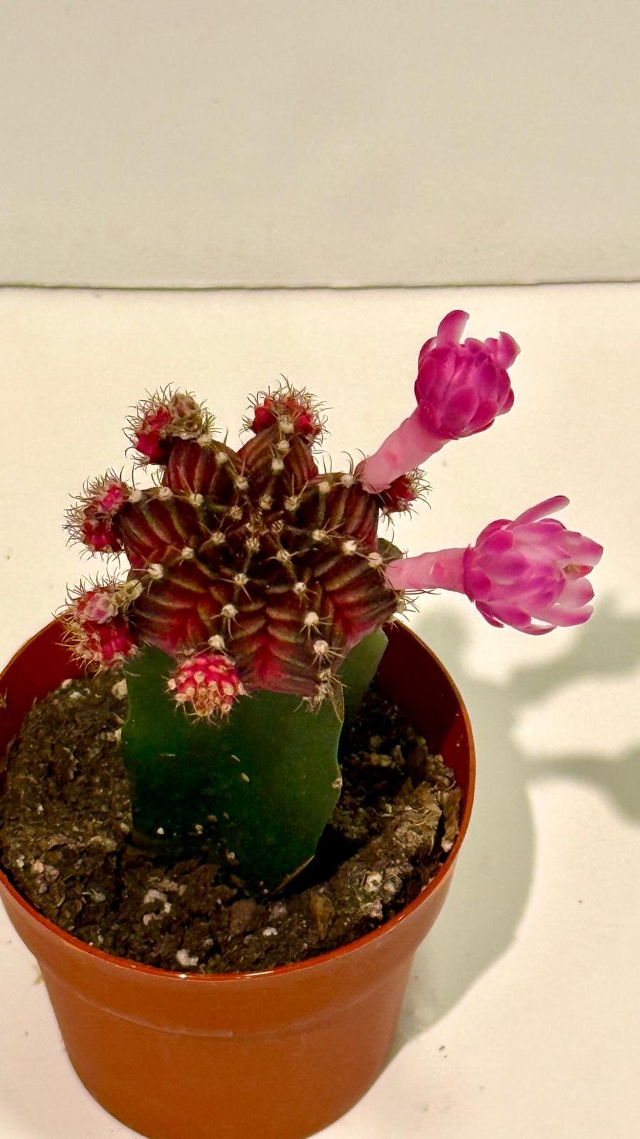 Cactus Moon 3”1.jpeg