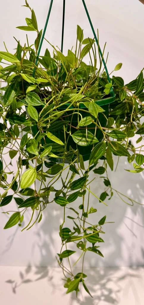 Peperomia Funky Frog HB 8” (1).jpeg