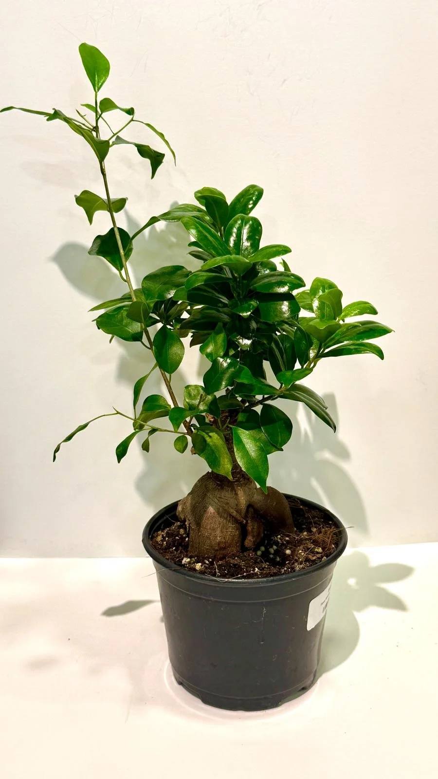 Ficus Ginseng Character 6”.jpeg