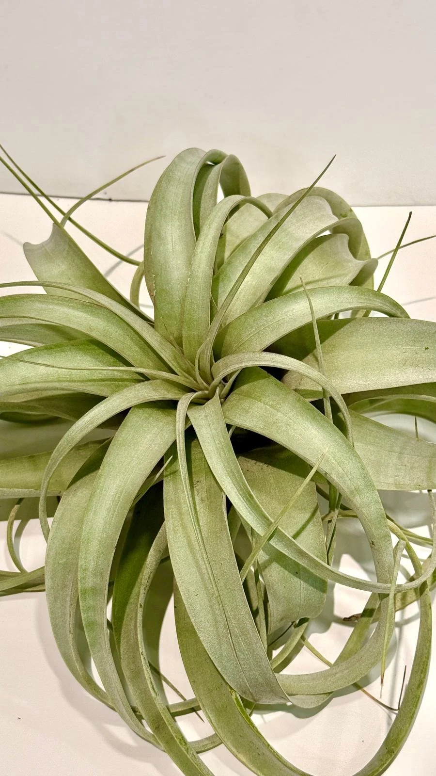 Air Plant Xerographica Jumbo1.jpeg