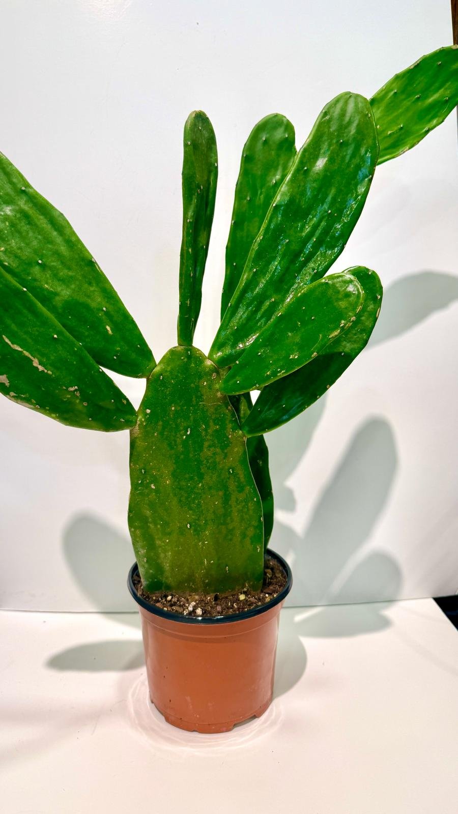 Cactus Prickly Pear.jpeg