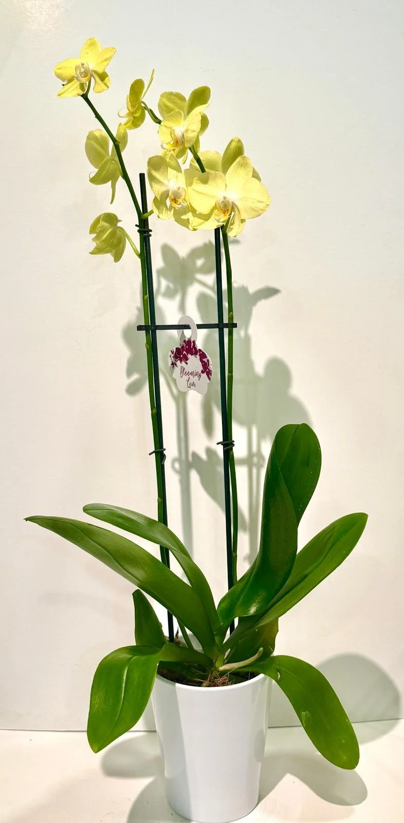 Double stem Orchids in ceramic.jpeg