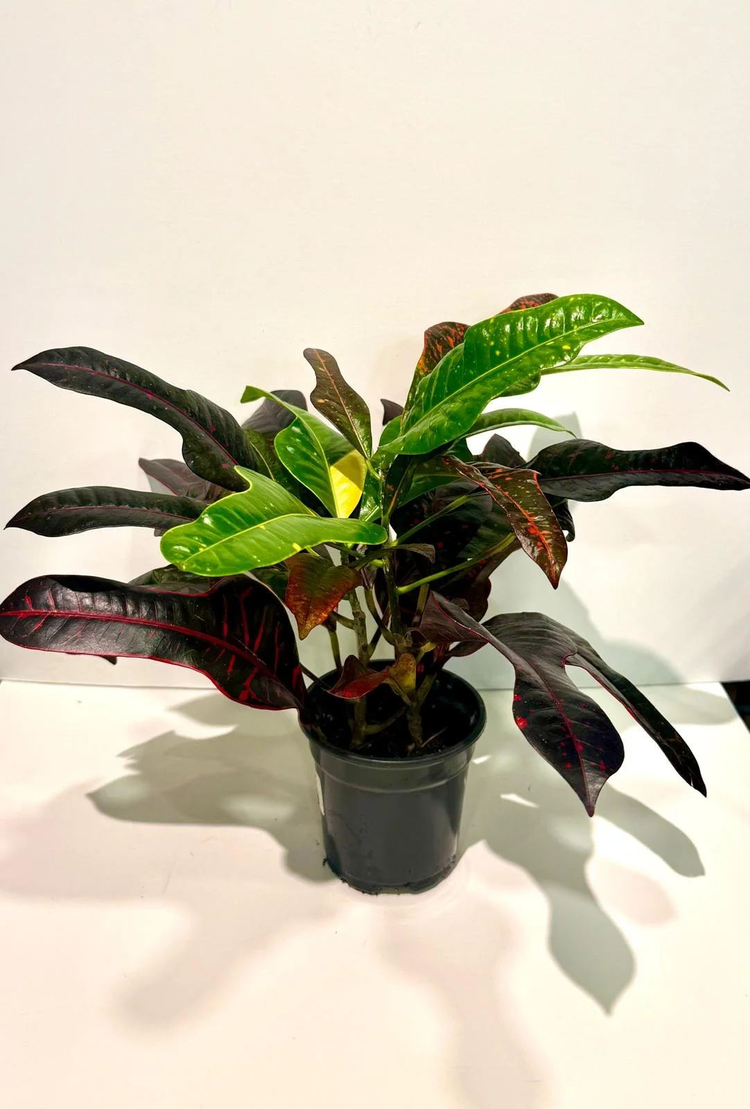 Croton.jpeg