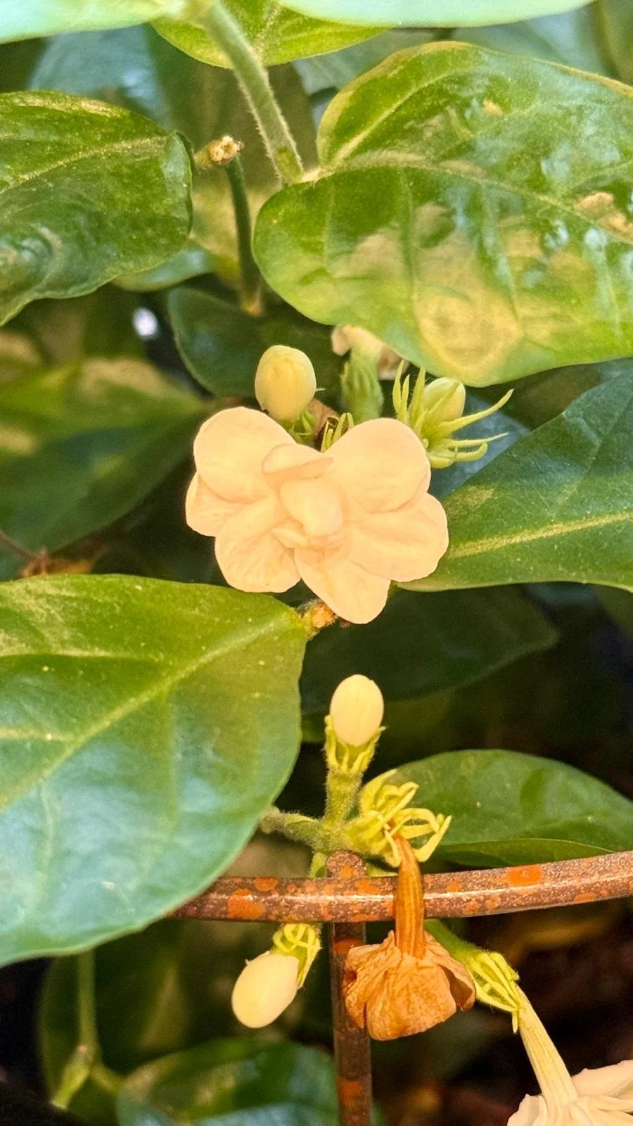 Jasmine 6”2.jpeg