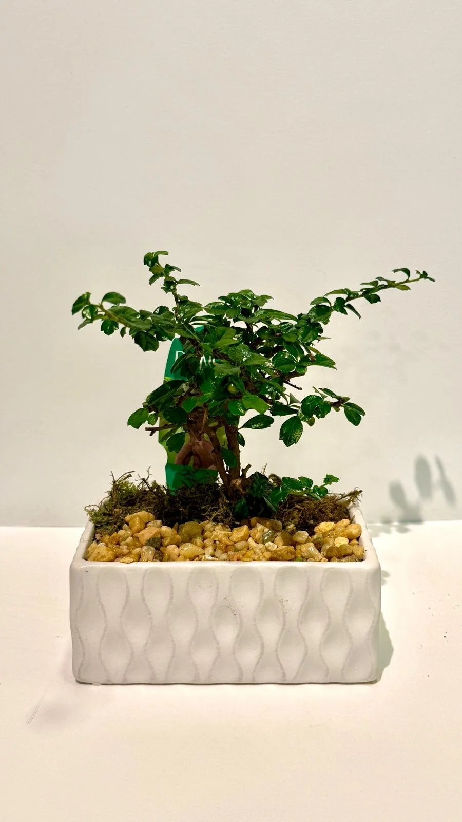 Exotic Bonsai in Ceramic 6”.jpeg