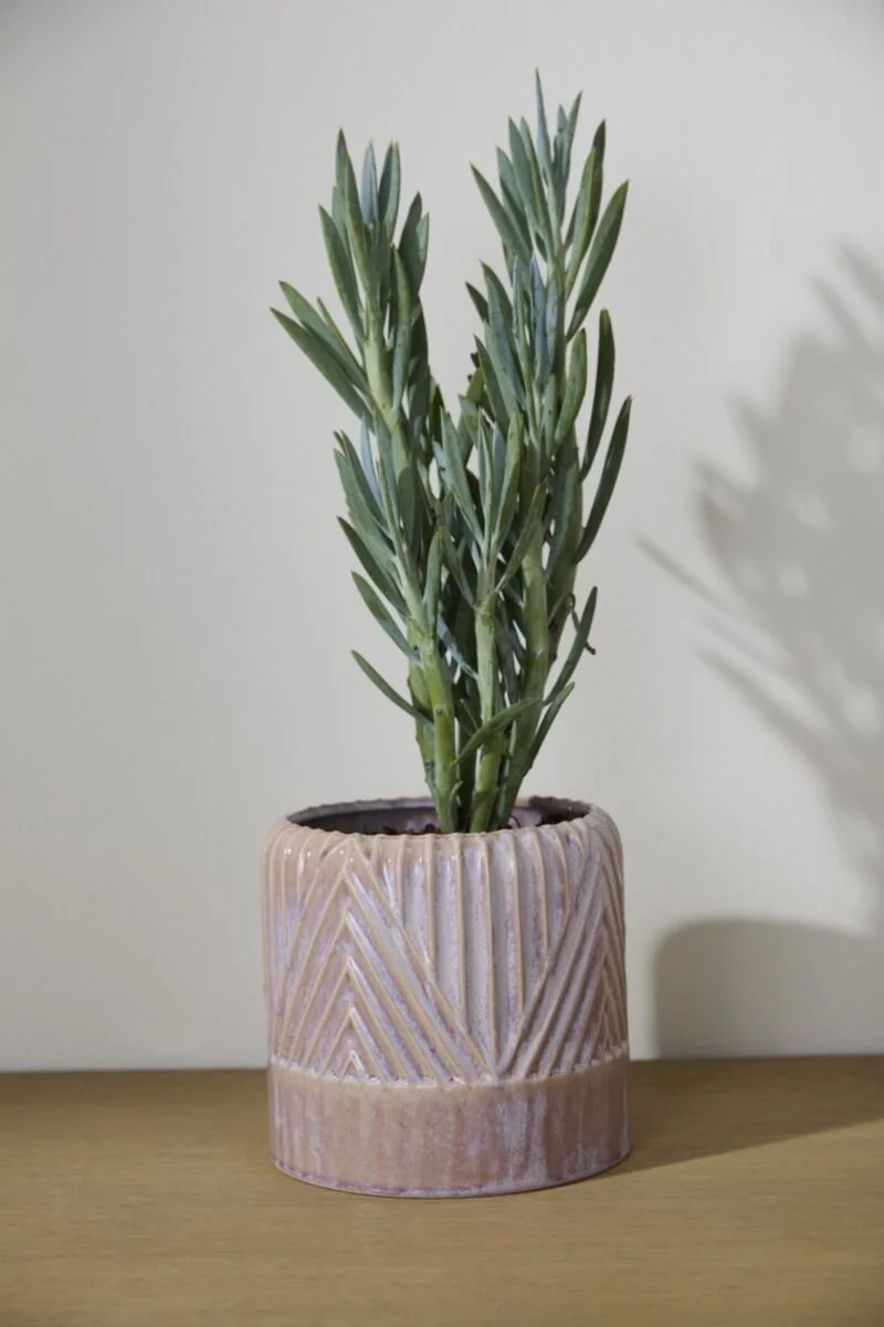 Refresh Pot (4).jpg