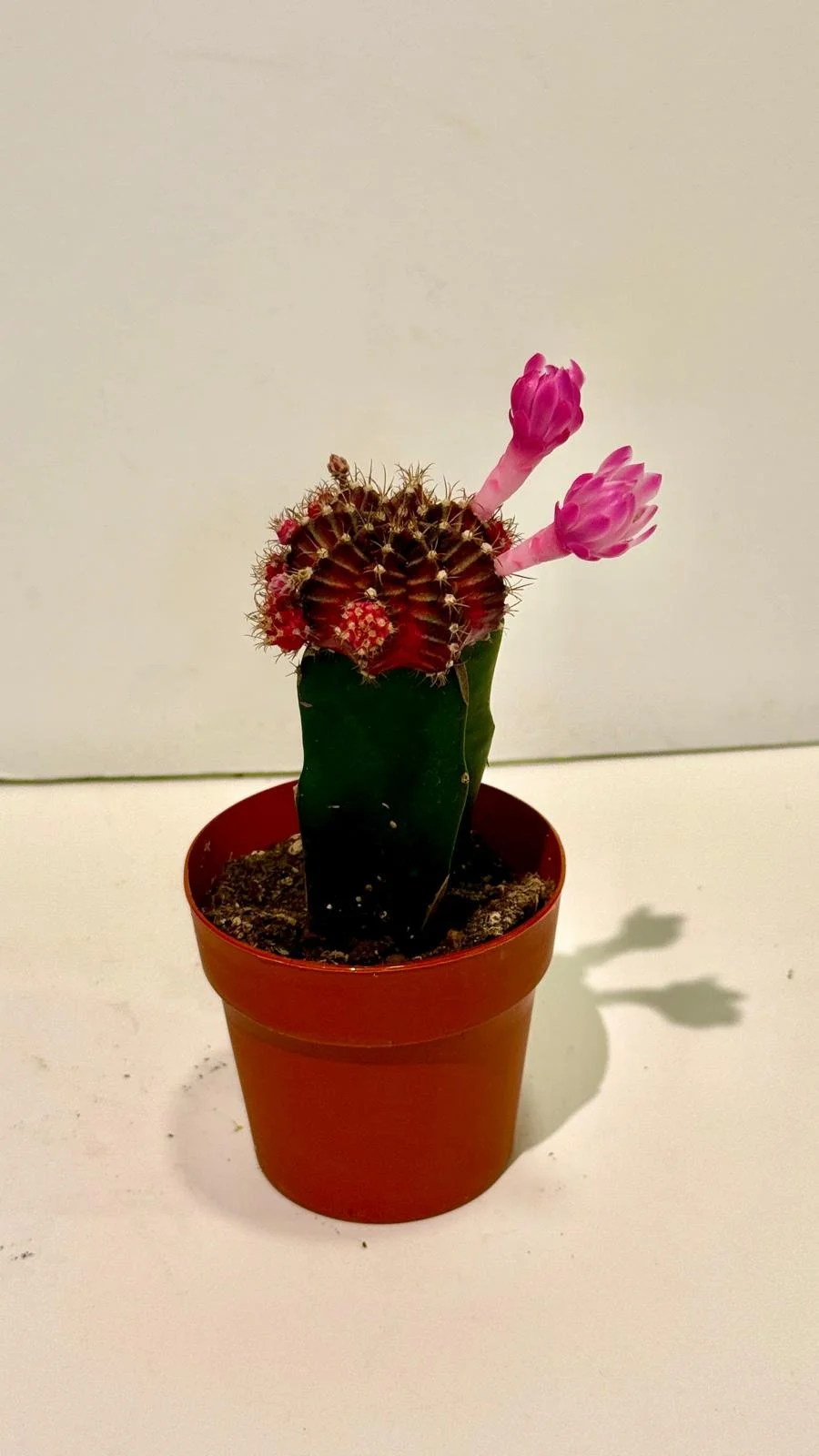 Cactus Moon 3”.jpeg