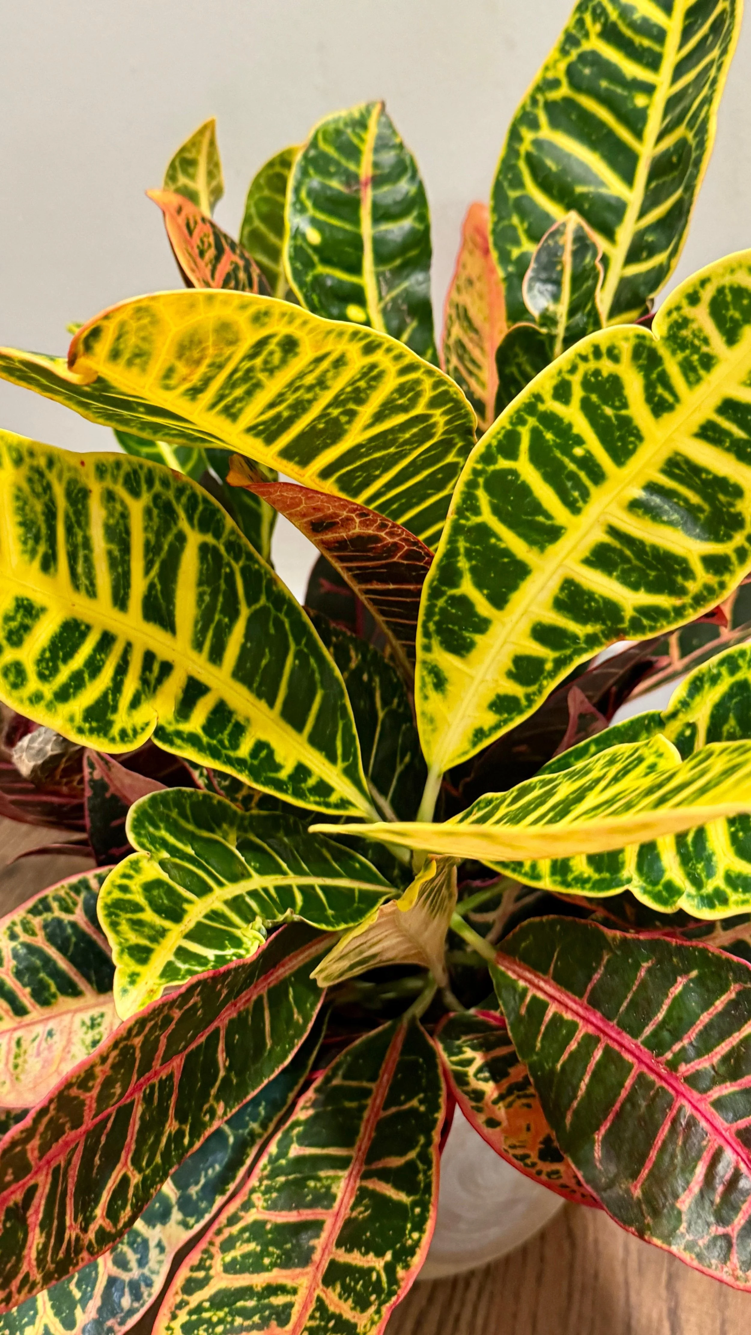 Croton (2).jpeg
