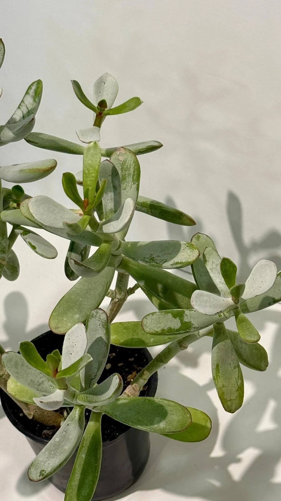 Succulent Silver Jade1.jpeg