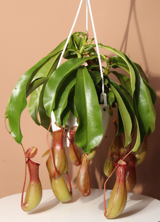 Nepenthes HB (Pitcher Plant).png