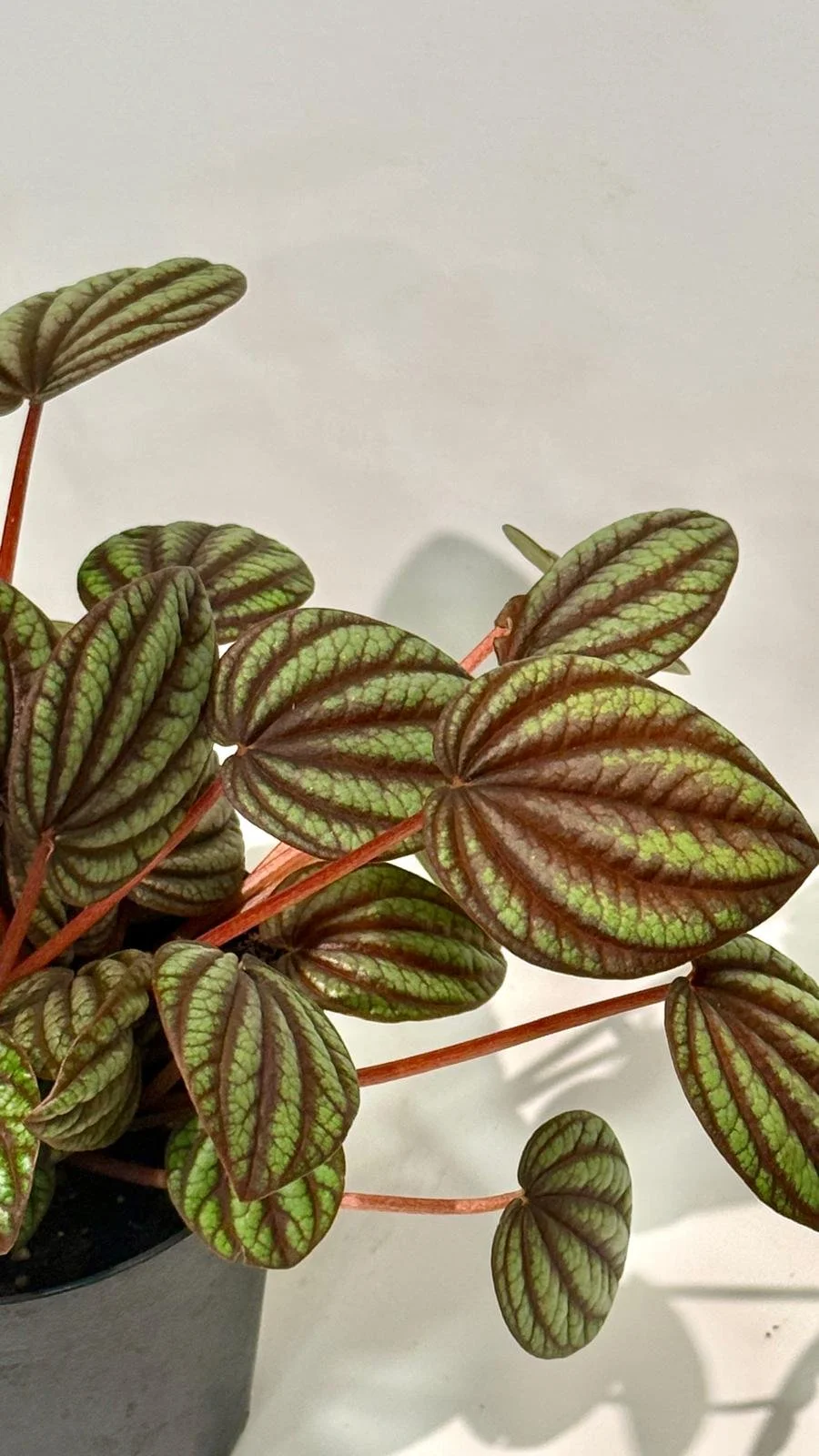 Peperomia piccolo Banda 4”1.jpeg