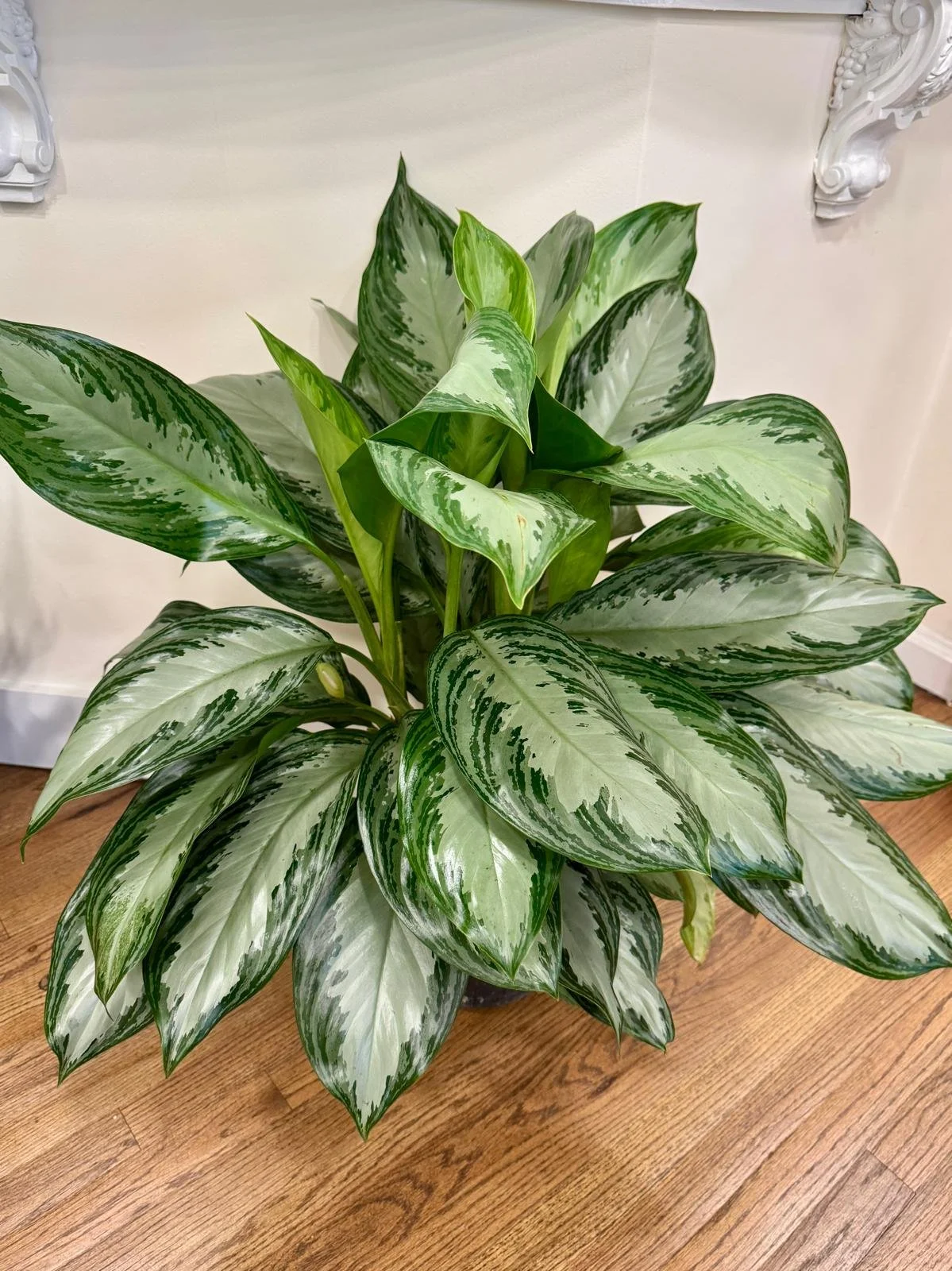 Aglaonema Chinese Evergreen 10”.jpeg