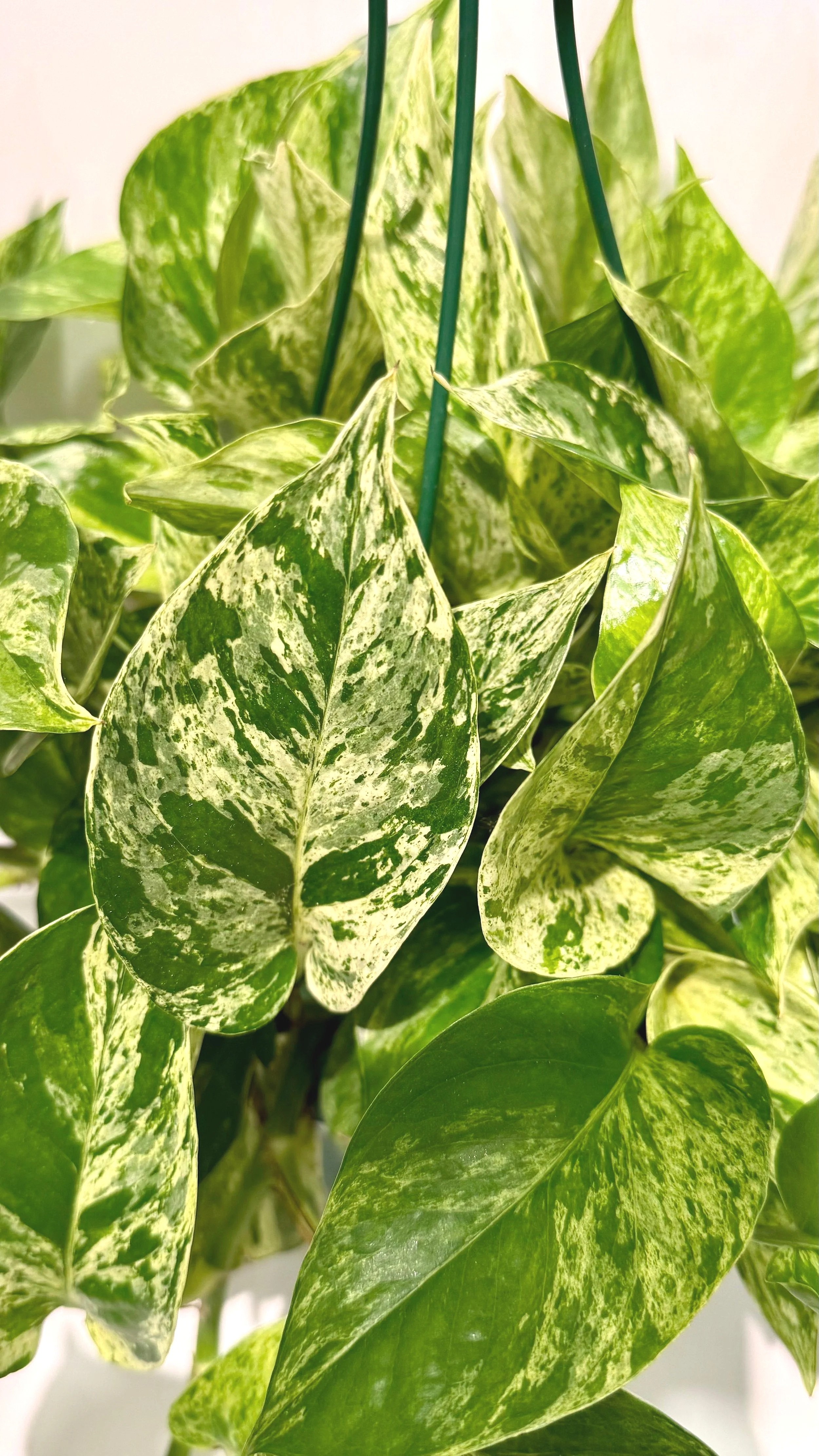marblepothos2.jpg
