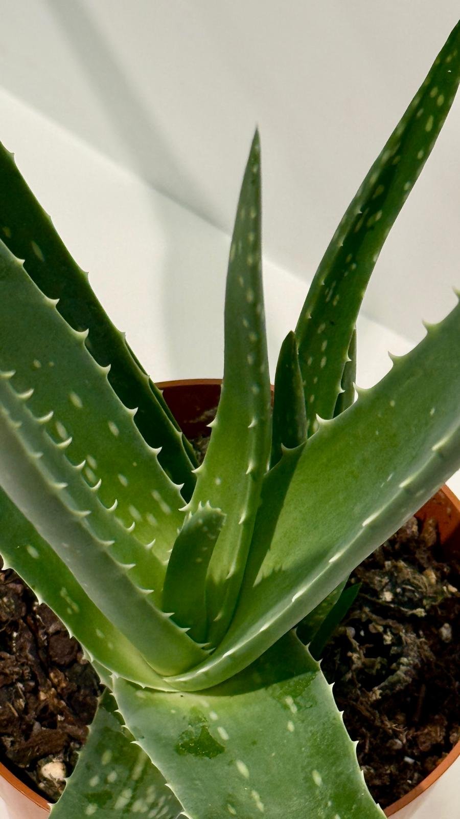 Aloe Vera 4”1.jpeg