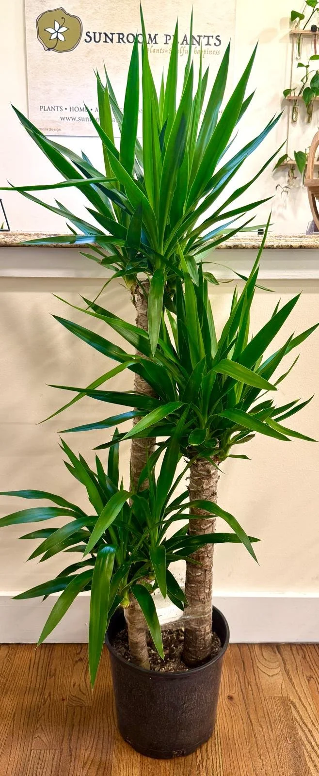 Yucca cane 10”.jpeg