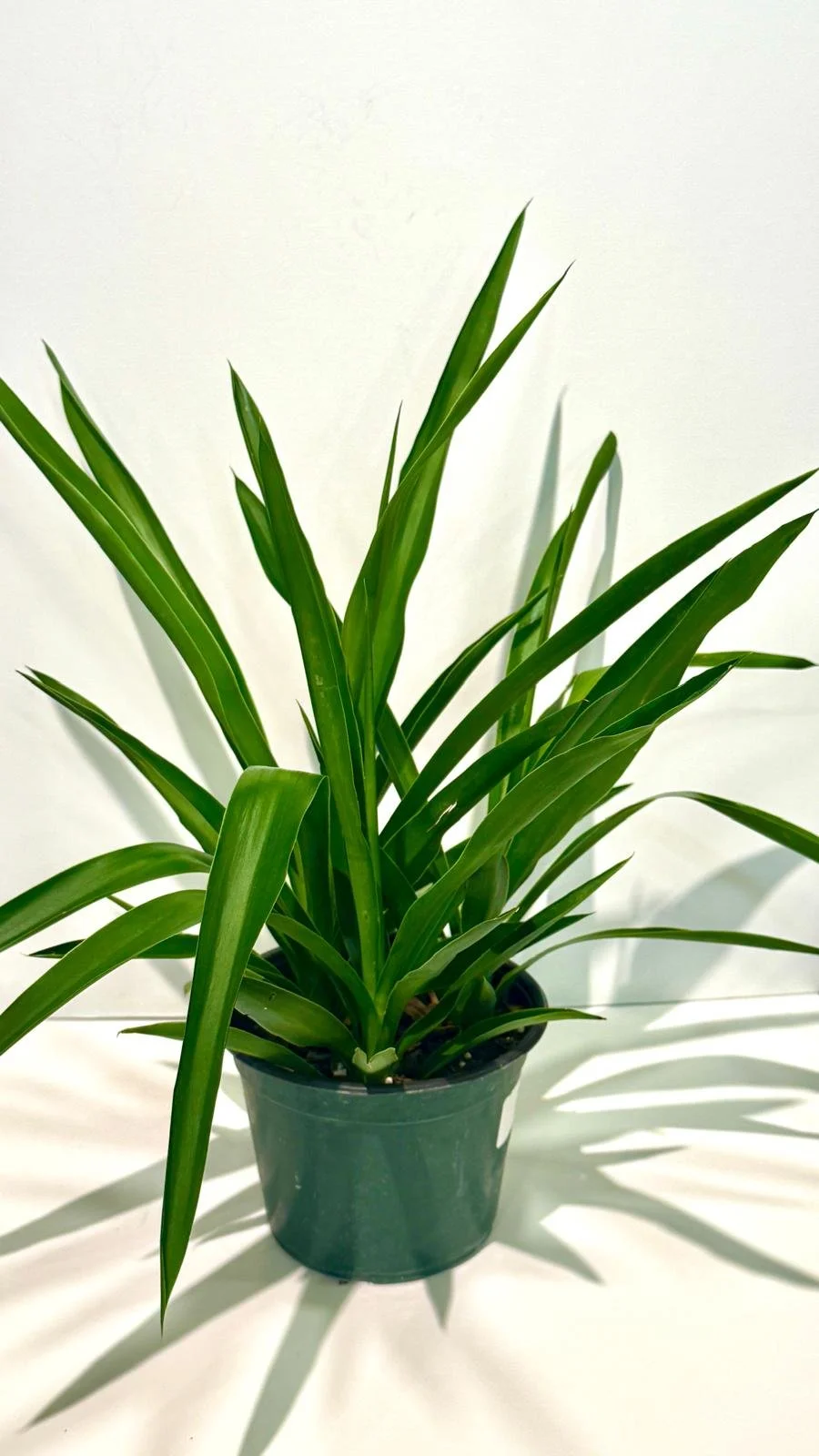 Yucca Cane Bush 6”.jpeg