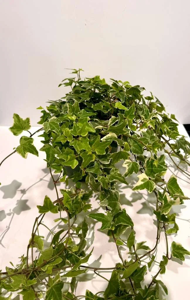 Ivy - English Variegated