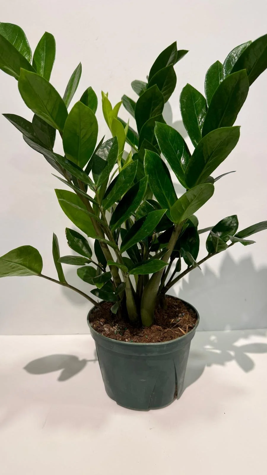 ZZplant1.jpeg