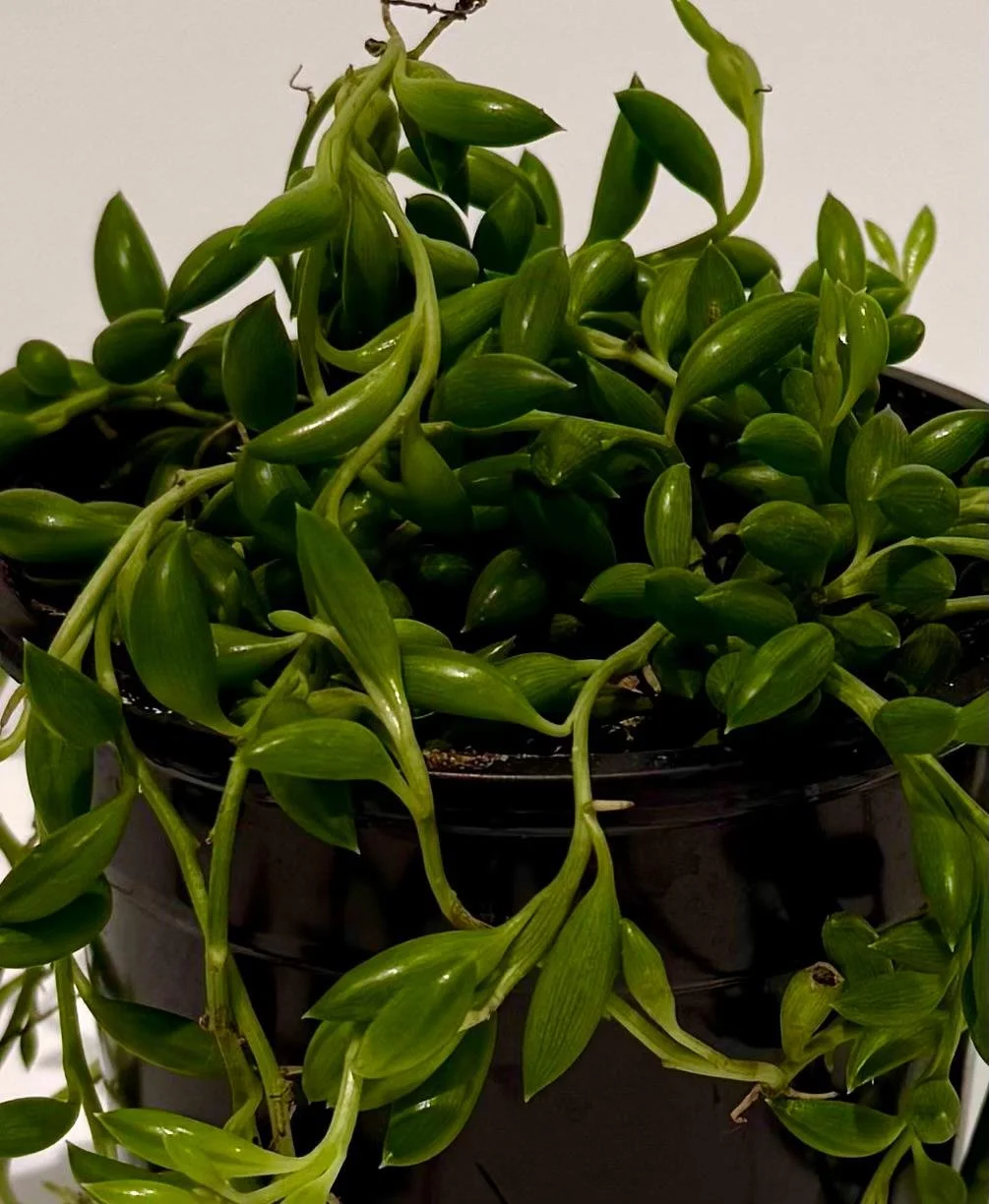 String of bananas1.jpeg