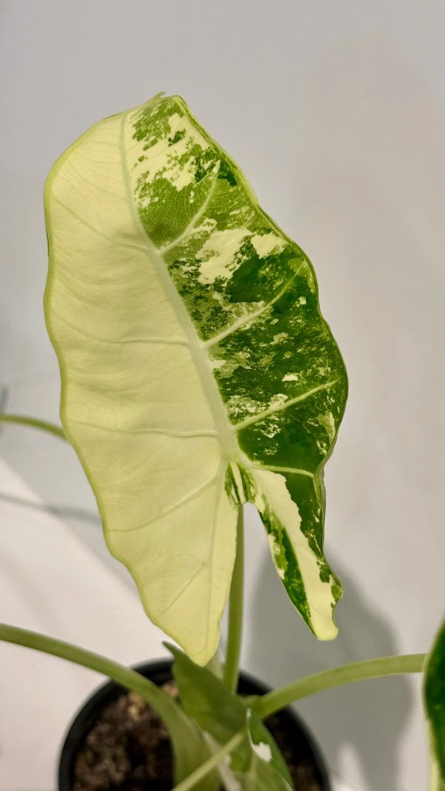 Alocasia Frydek 4”2.jpeg