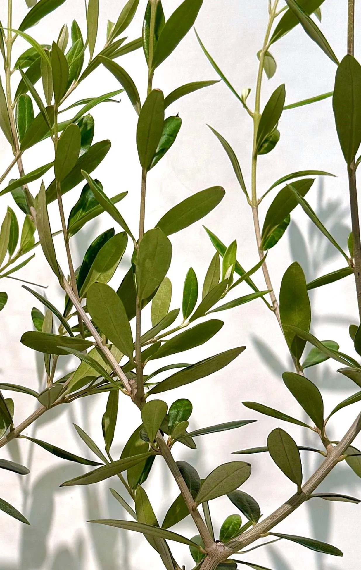 Olive Plant Medium 6”(1).jpeg