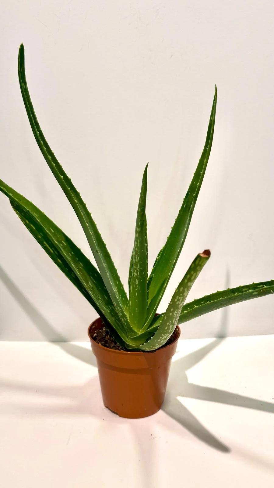 Aloe Vera 4”.jpeg