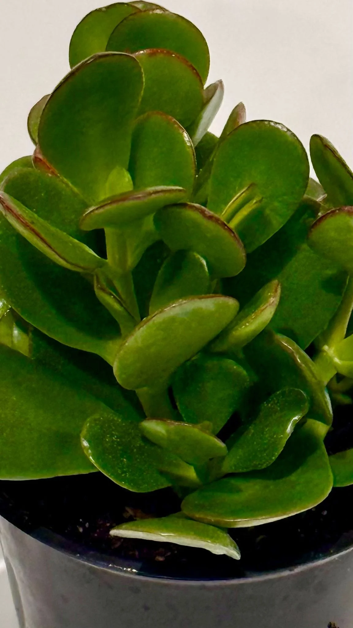 jade.jpeg