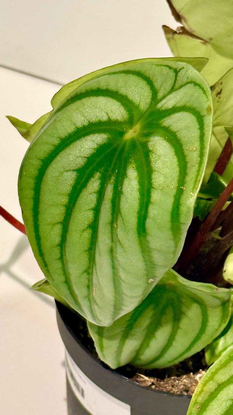 Peperomia watermelon1.jpeg