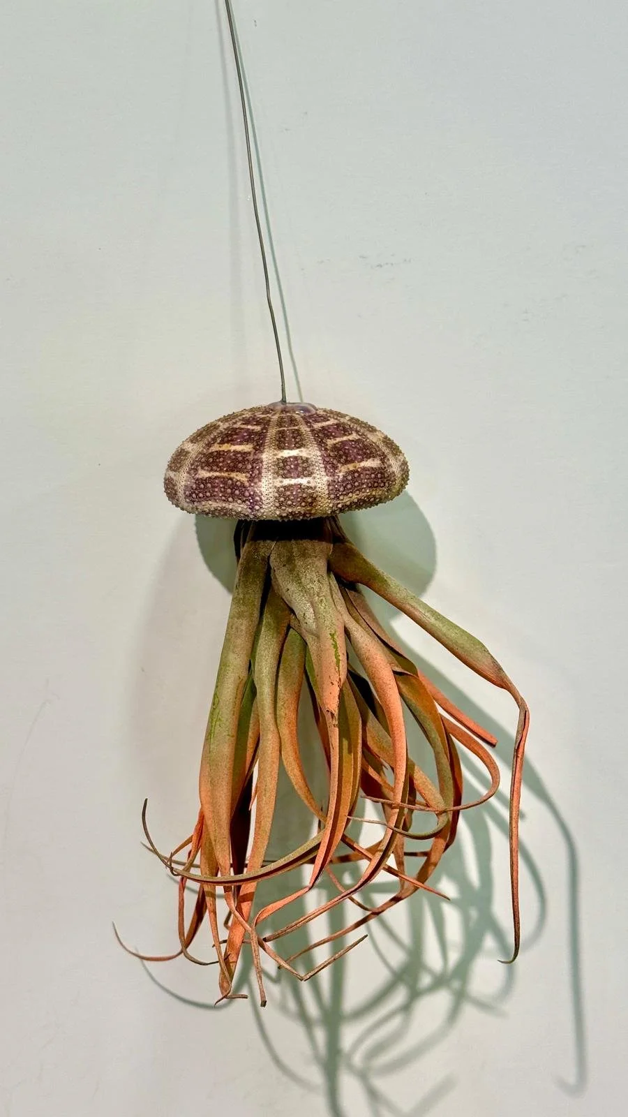 Air plant Jellyfish1.jpeg