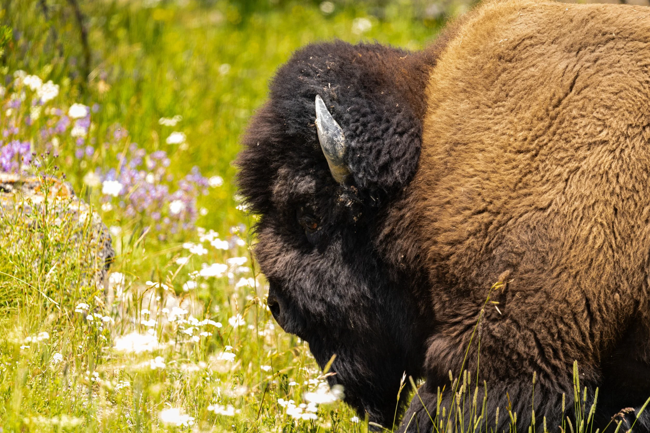 Bison Headshot