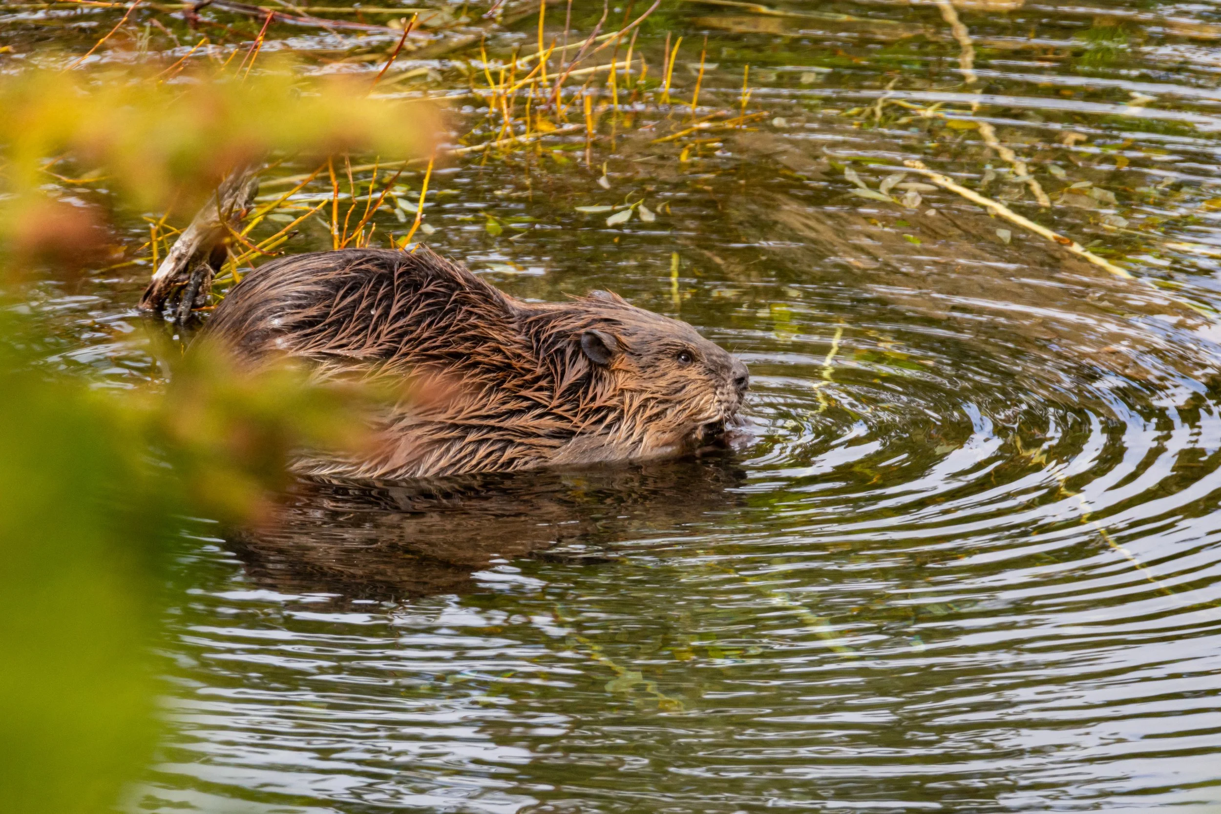 Hungry Beaver