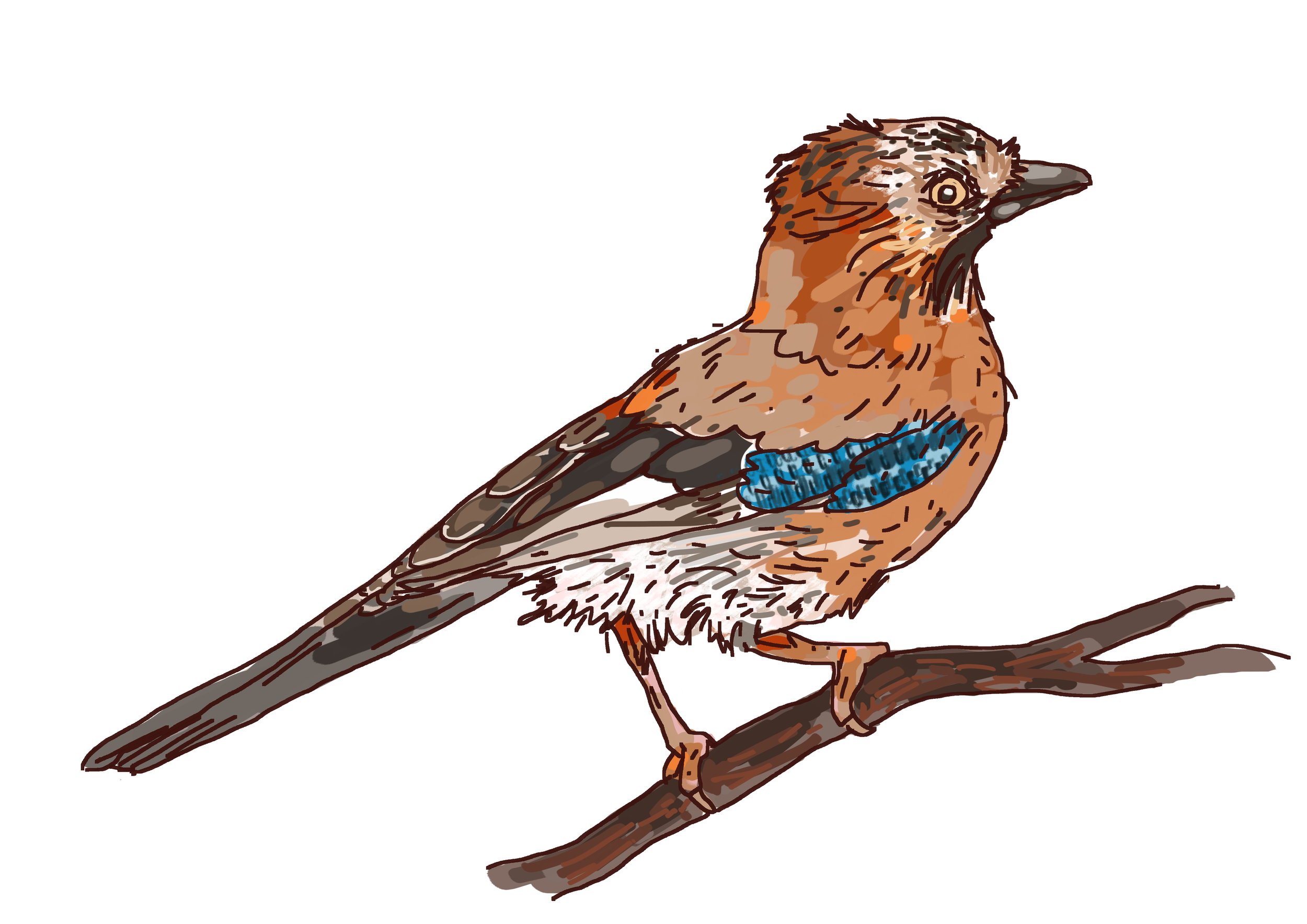 Le réveil des oiseaux, tour du lac de Montorge