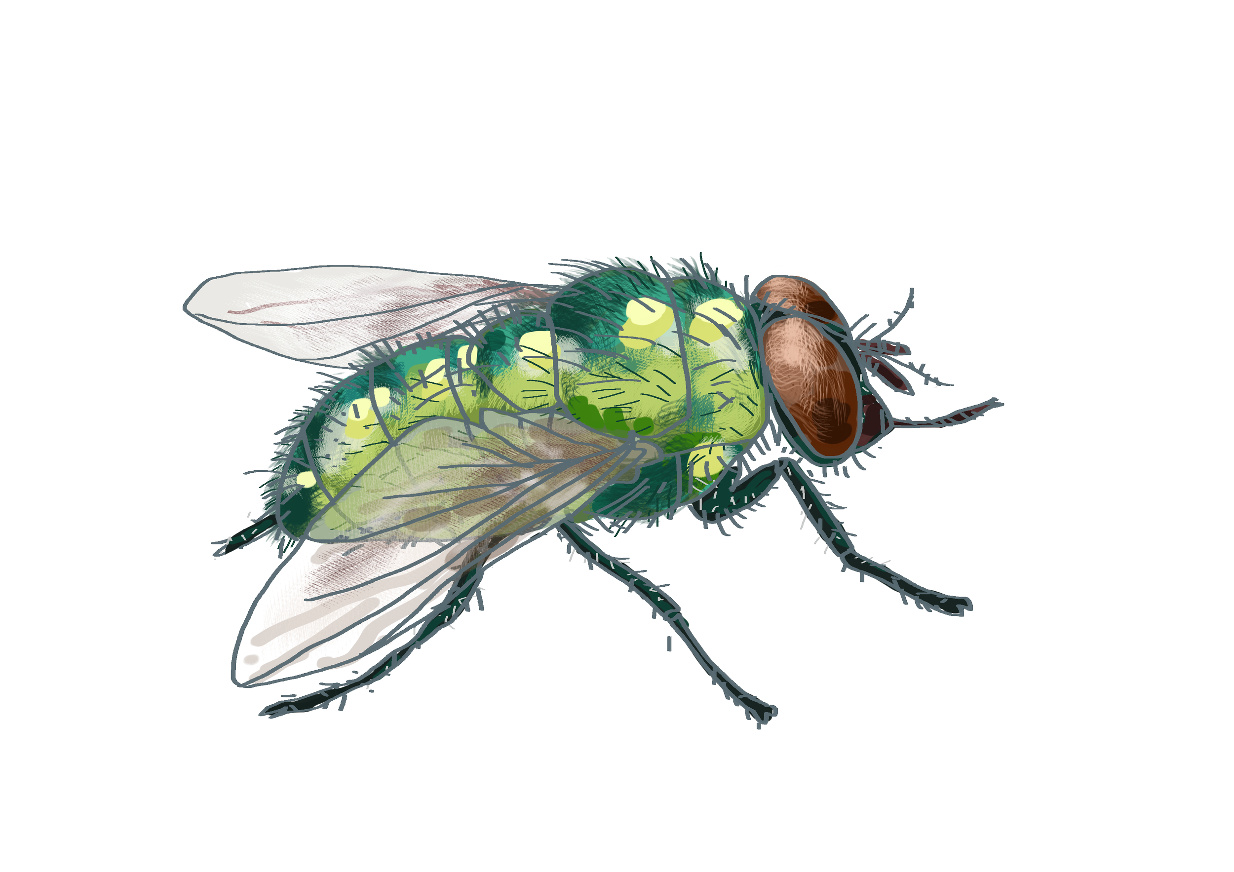 Les moustaches des insectes, le sixième sens des p’tites bêtes