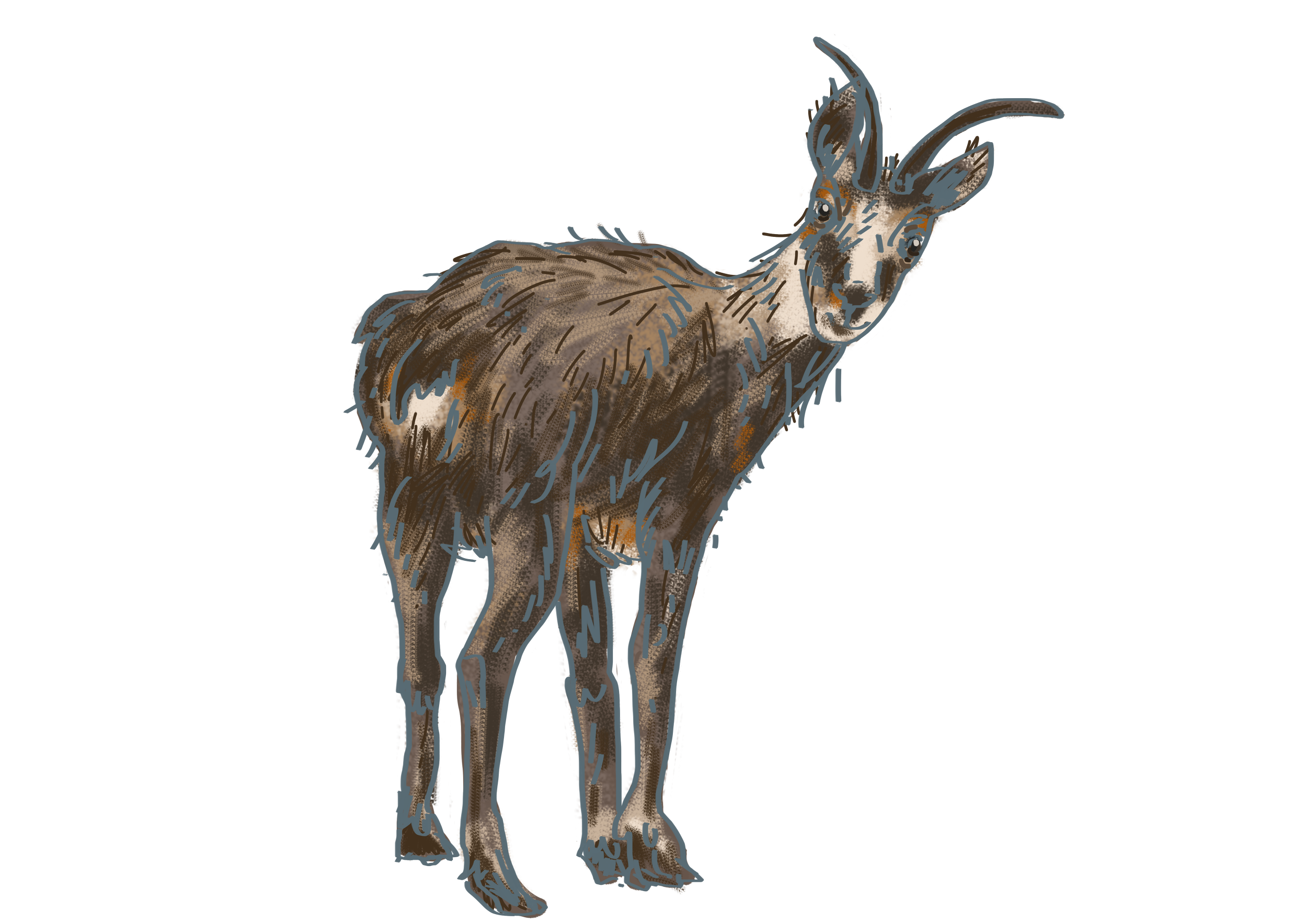 Près du poil pour avoir chaud, l’efficacité des poils des animaux pour conserver la chaleur corporelle