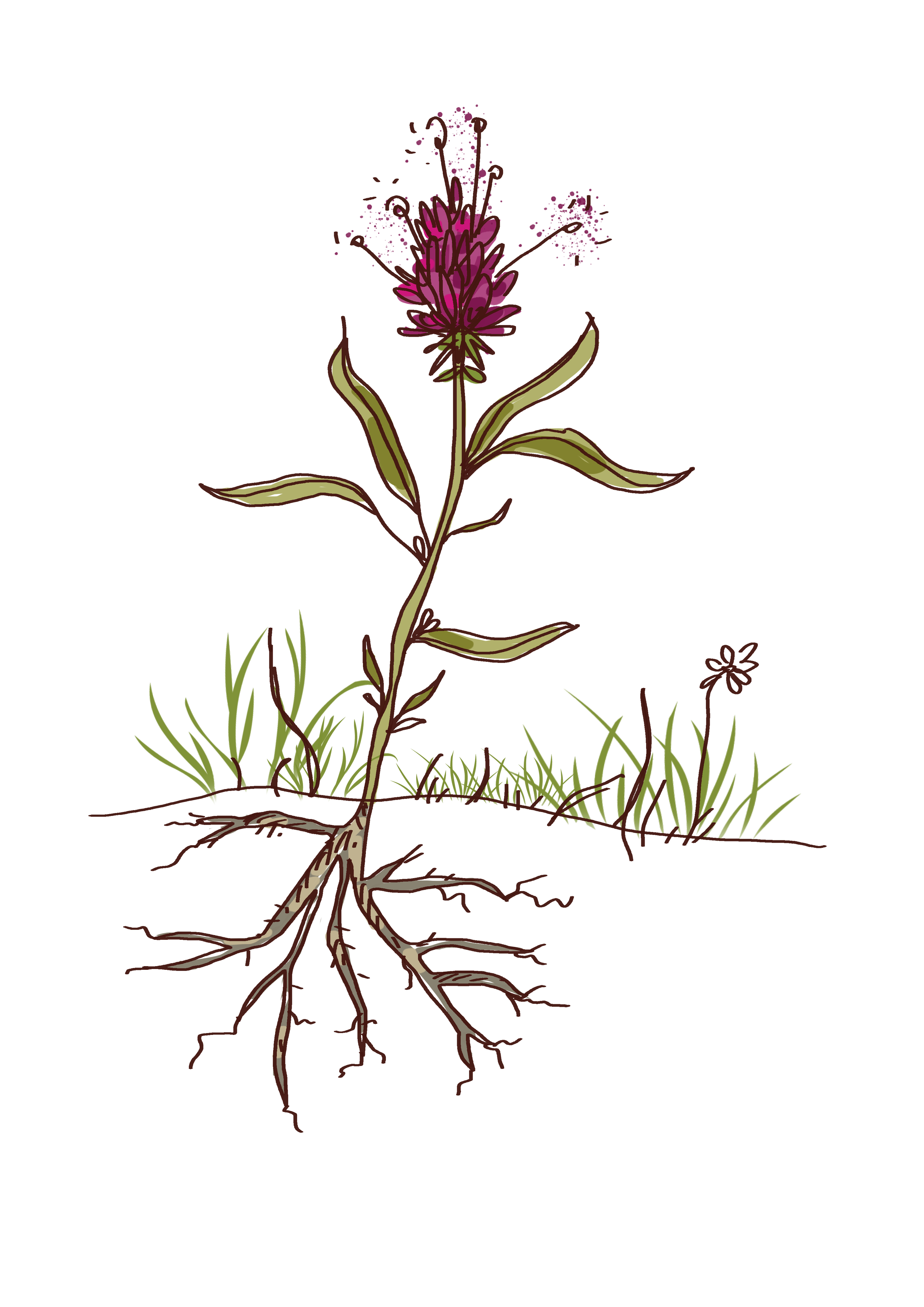 Fête de la nature : plantes et poils, balade sur la colline de Montorge