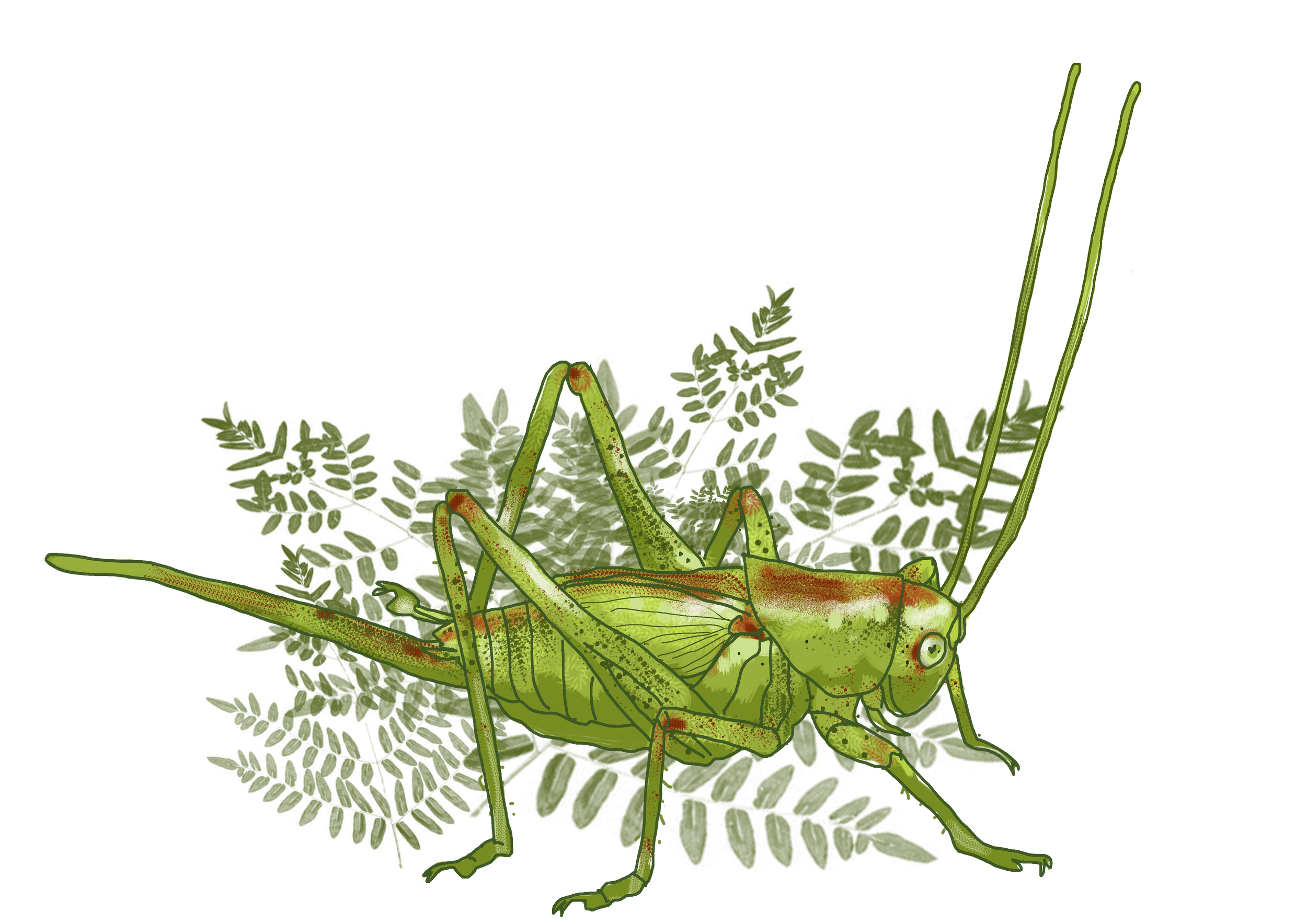 Pilosités des pattes des petites bêtes