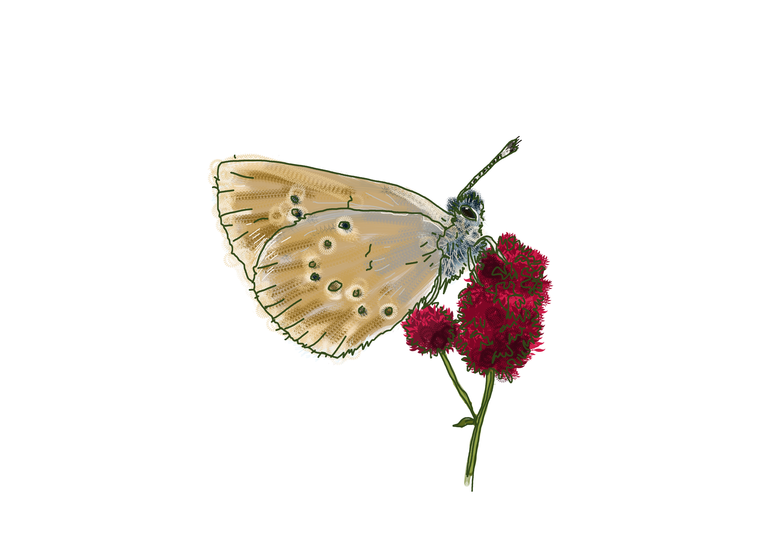 Lecture de Perlamusica