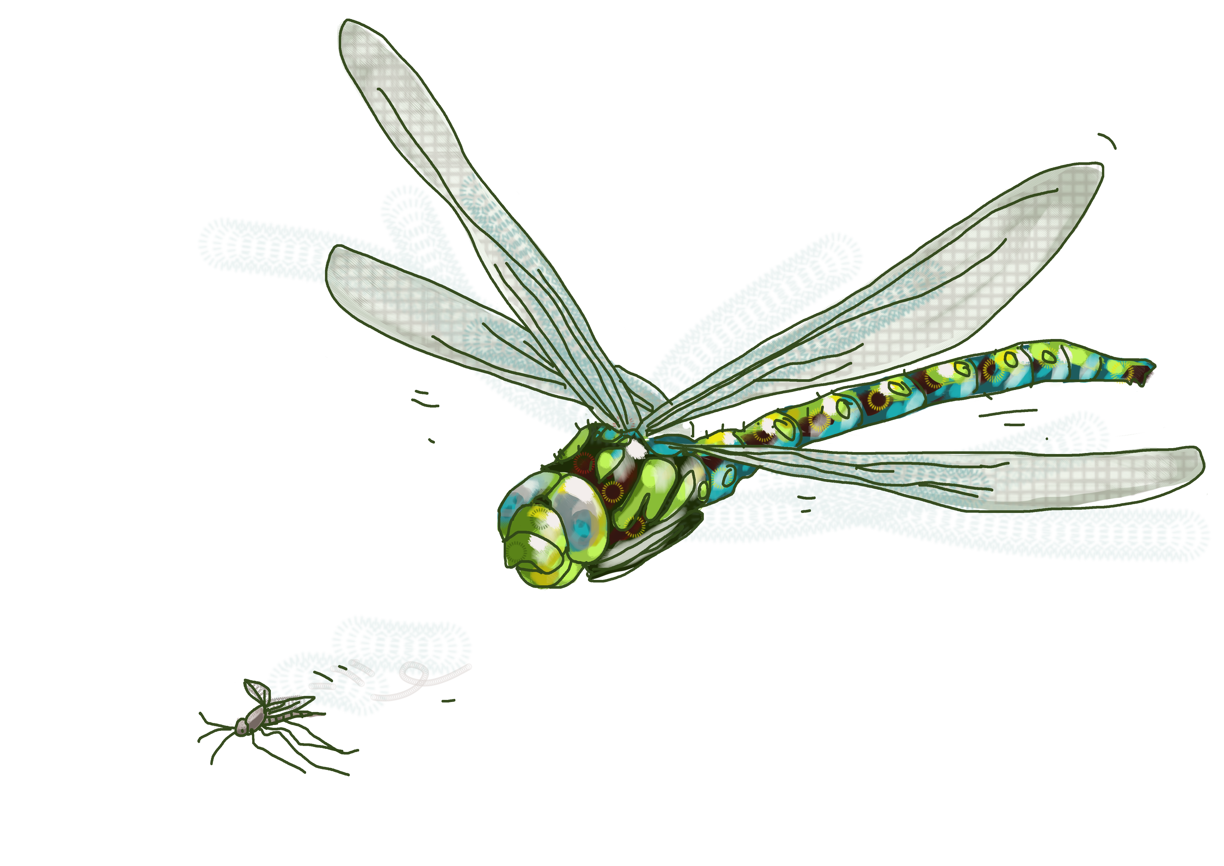 Pilosités des pattes des petites bêtes