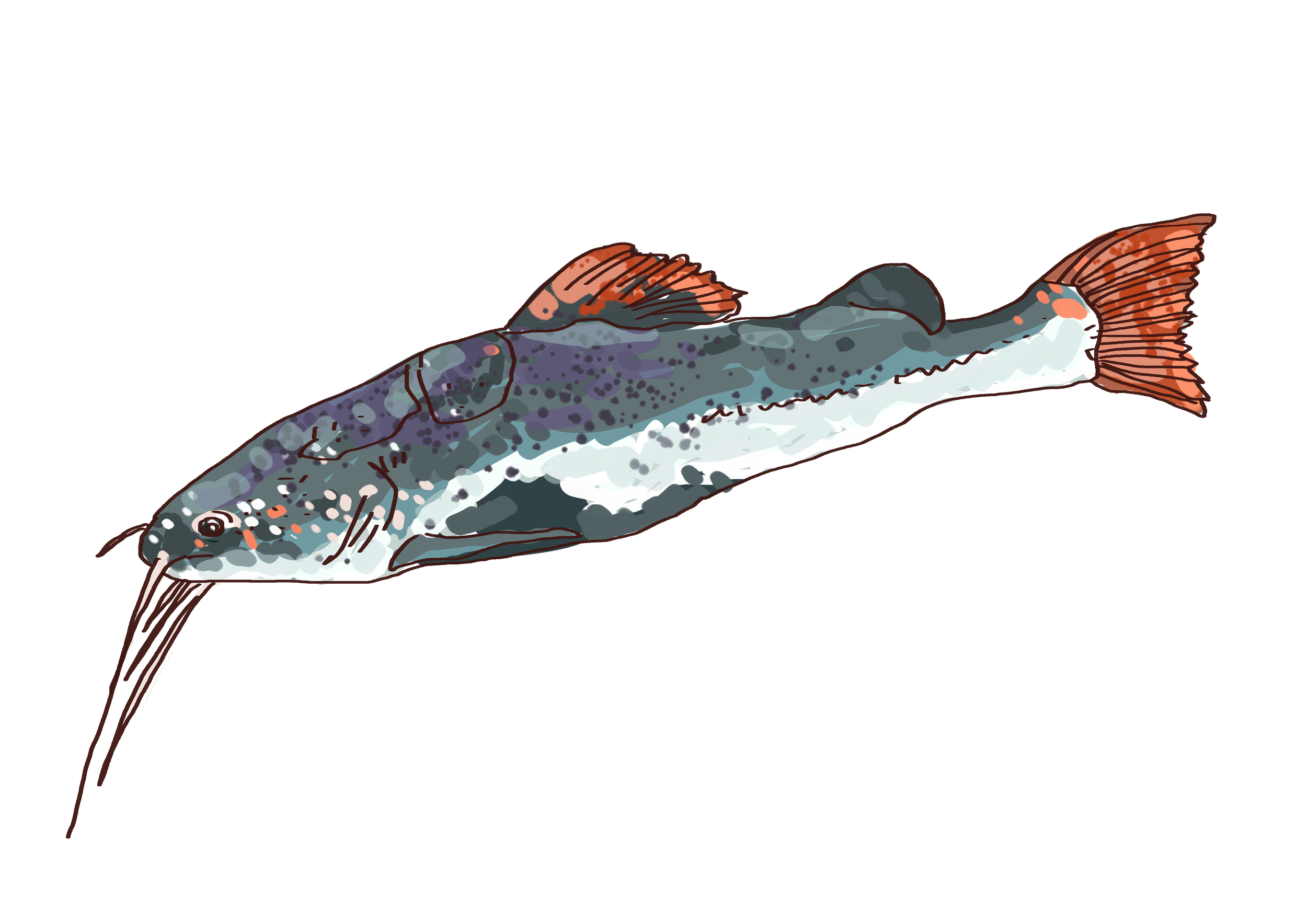 Initiation à la pêche