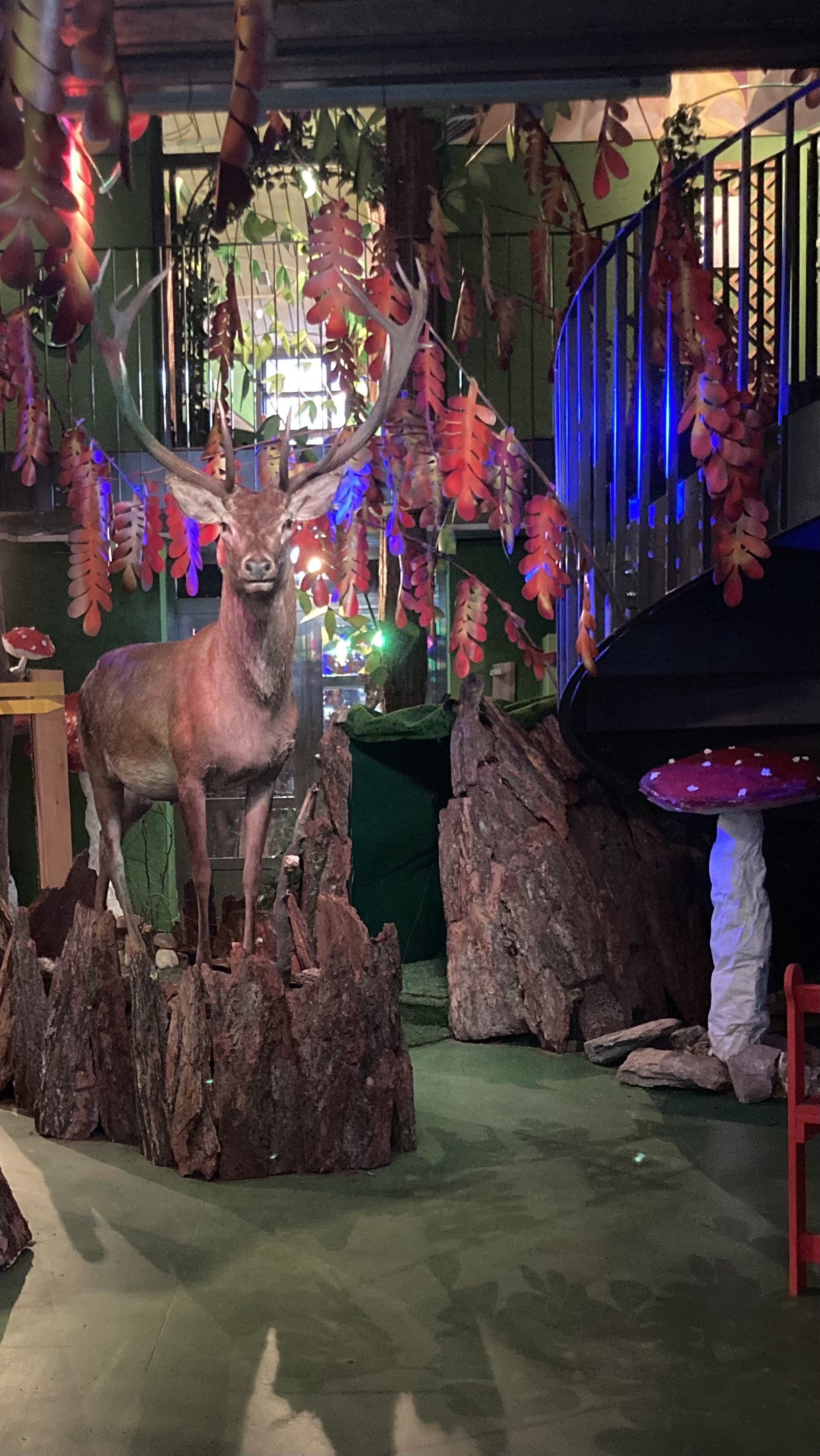 Le cerf ┬®Dominique Savioz.jpeg