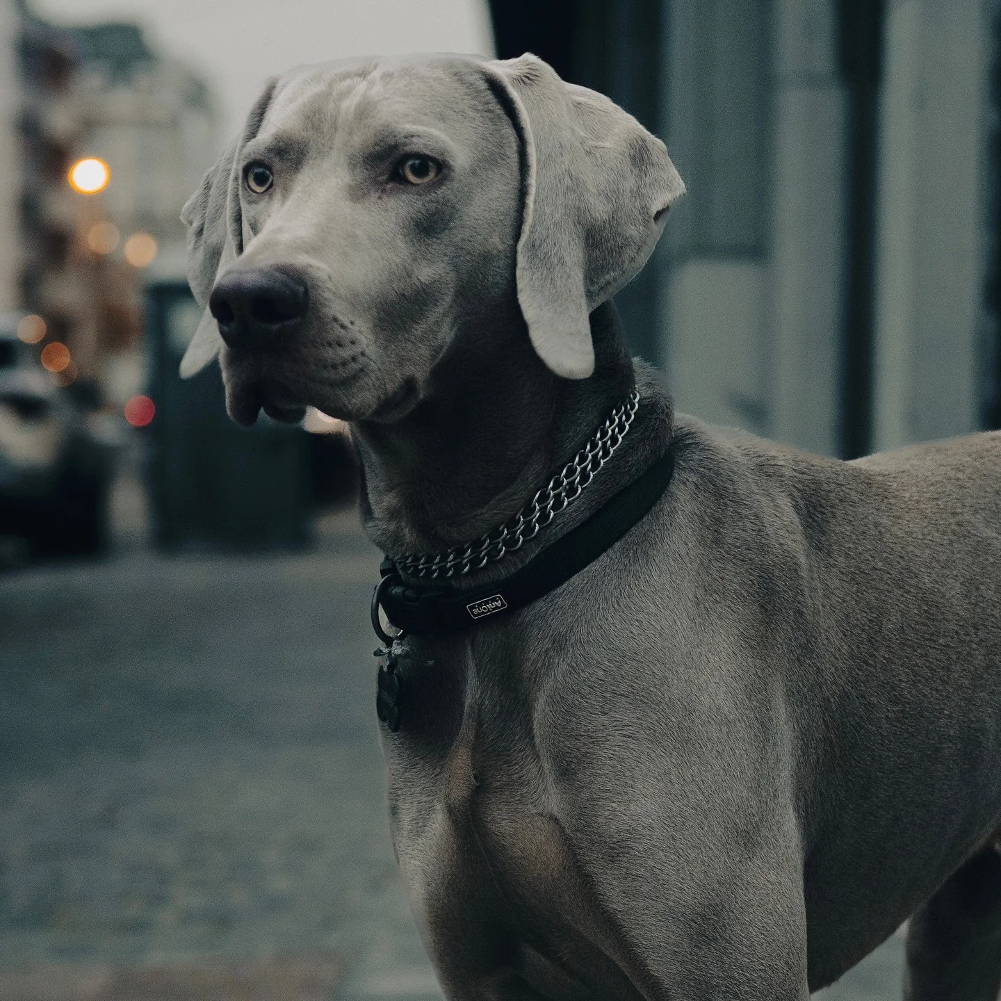 Archives d&rsquo;octobre ♻️+ pens&eacute;e du jour 📝 : Comment calmer son chien ? Comment l&rsquo;apaiser ? 
Comment savoir ce qu&rsquo;il faut lui dire. Ou m&ecirc;me s&rsquo;il faut lui dire quelque chose. 

Un chien anxieux, c&rsquo;est un chien 
