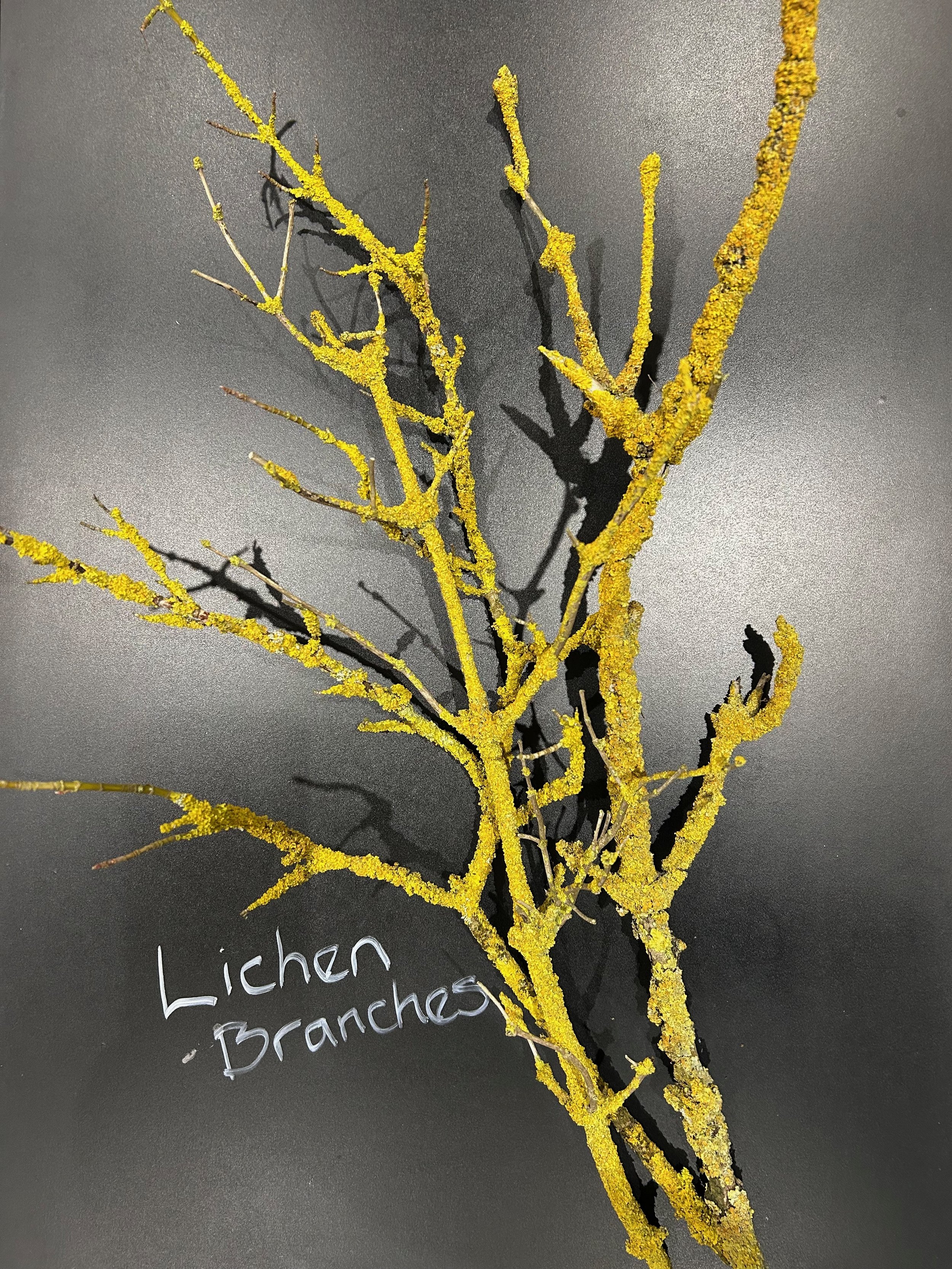 Lichen Branches