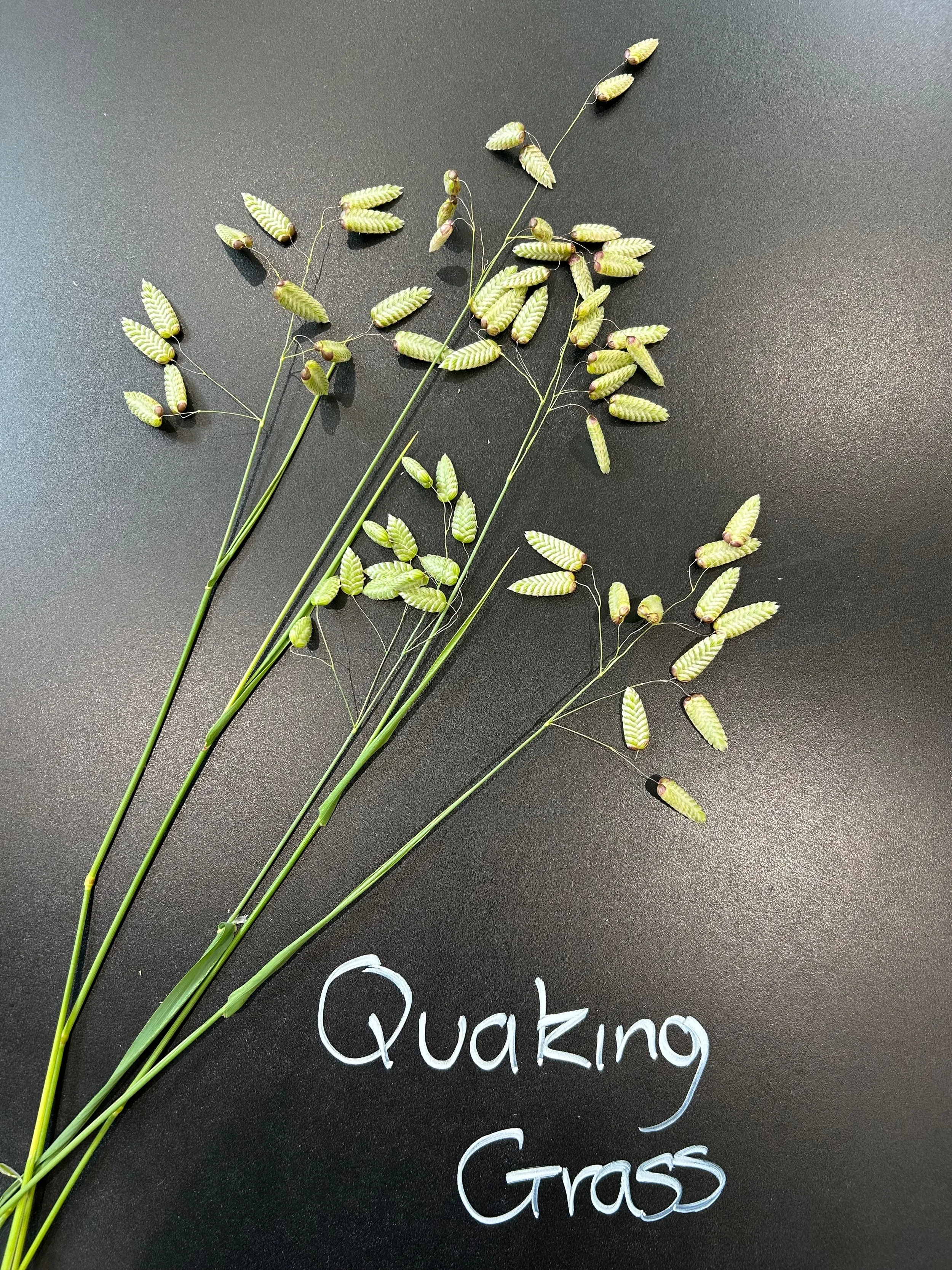 Quaking Grass