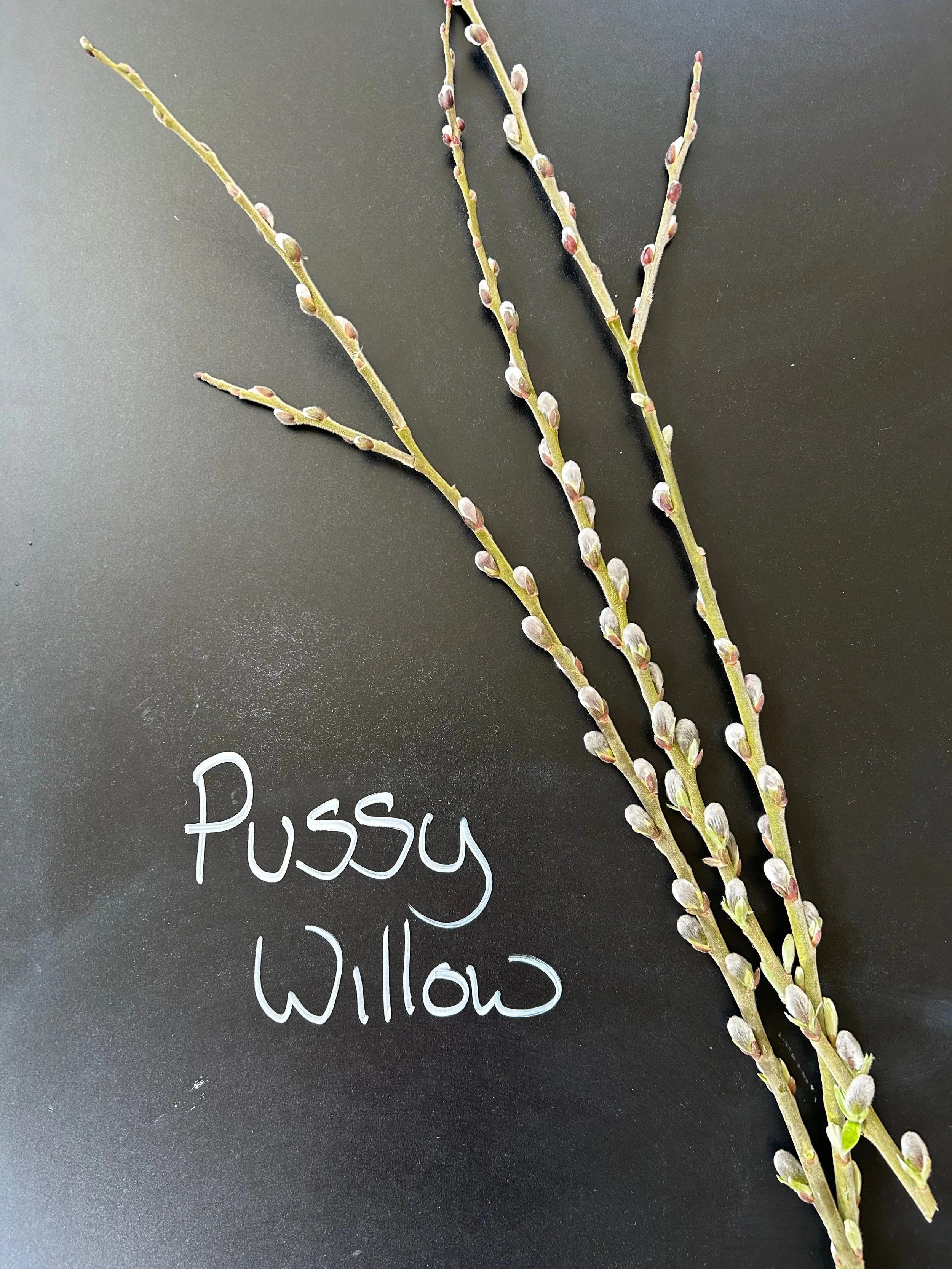Pussy Willow